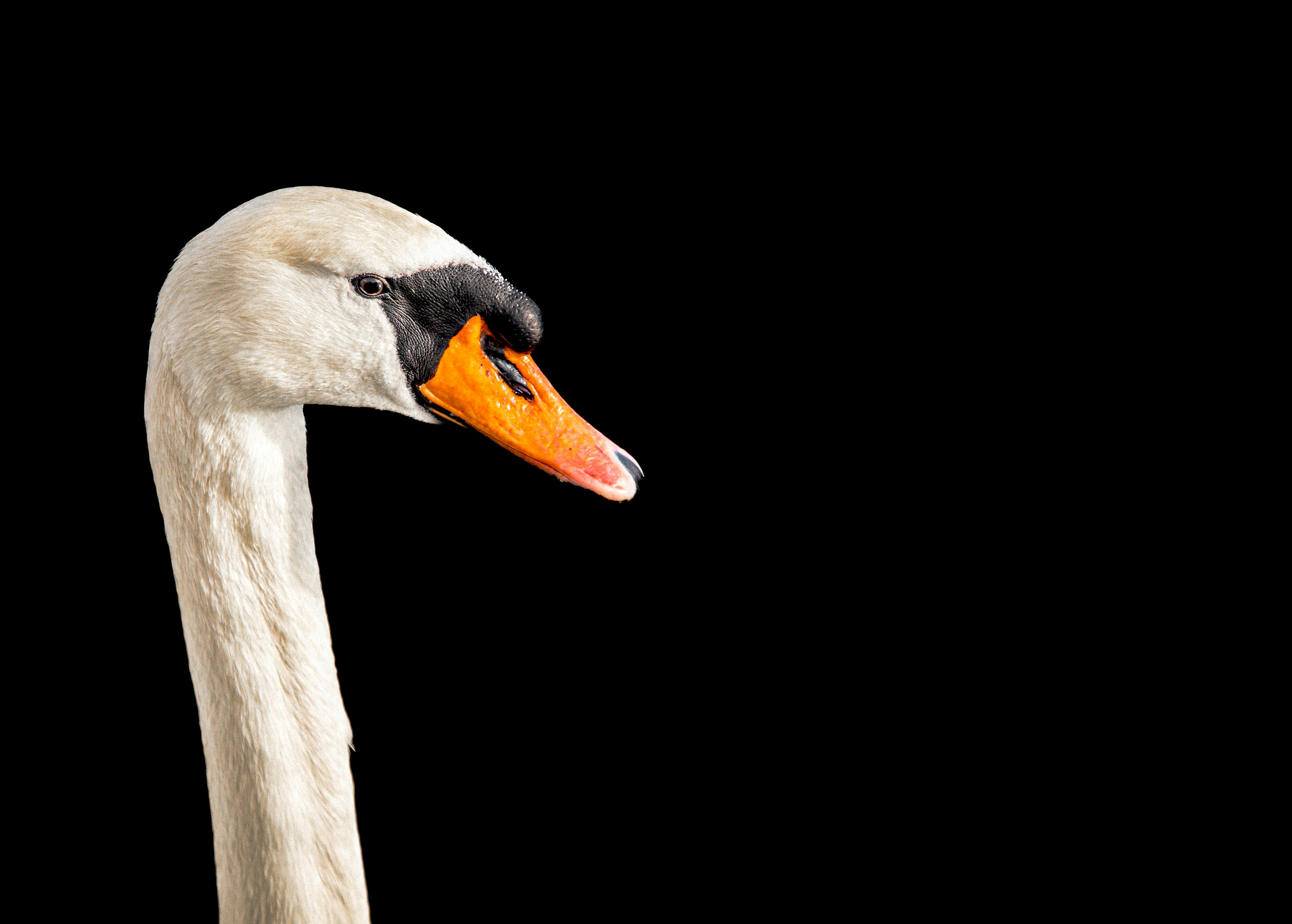 Photo by petarphotos