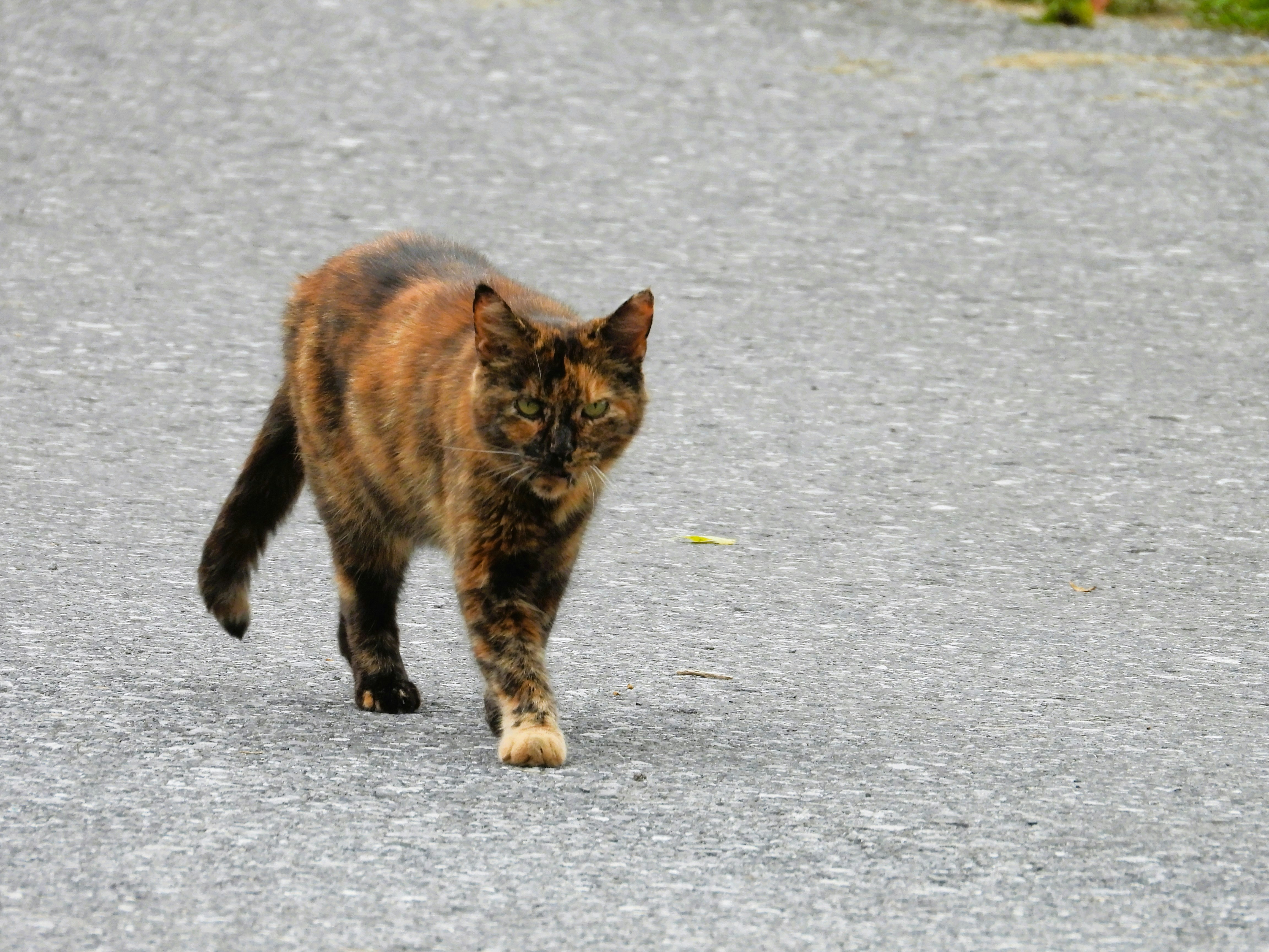 A tortoiseshell cat walks on a paved surface.