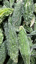 Bitter Gourd