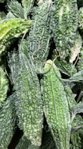 Bitter Gourd