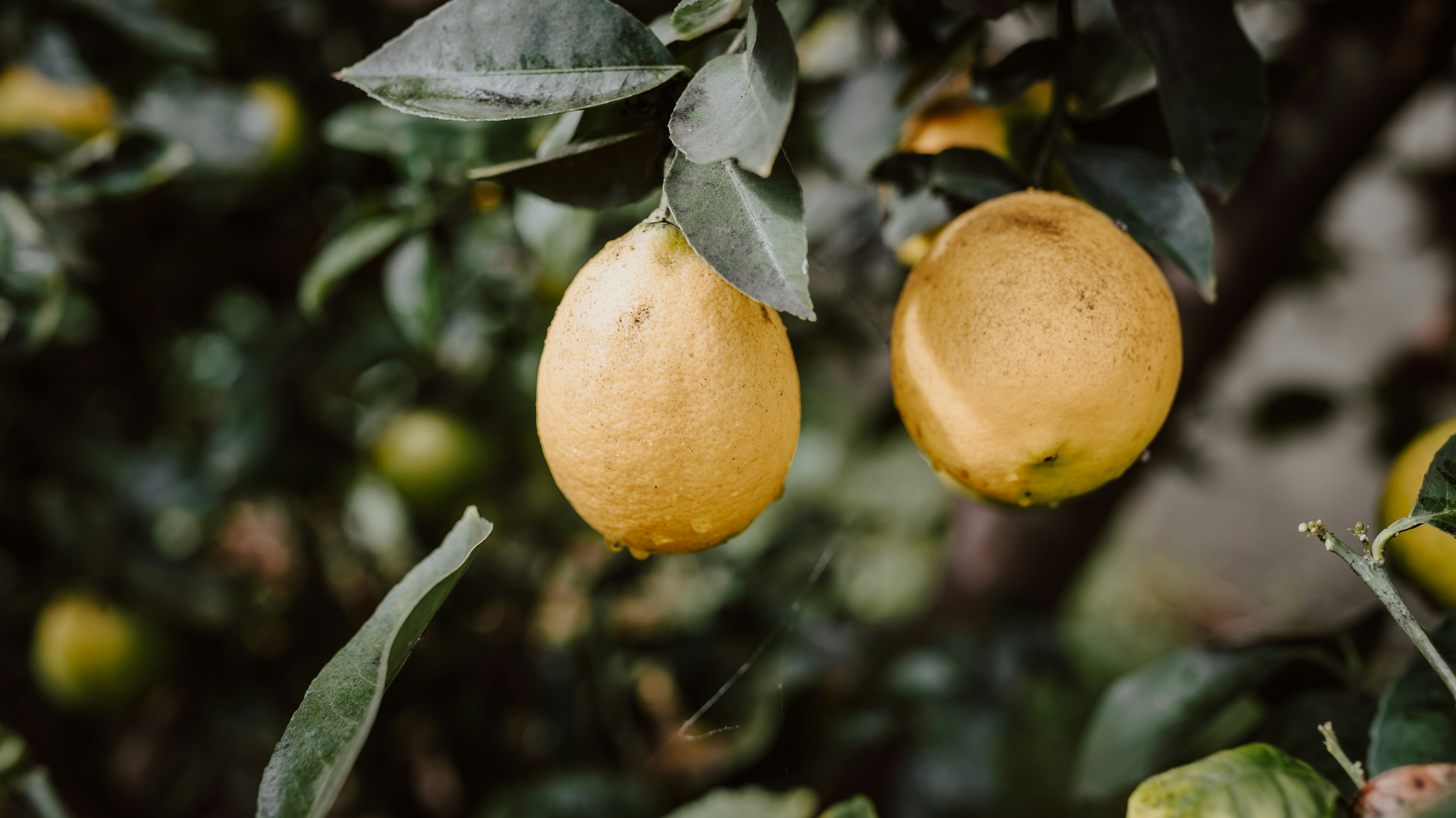 Photo by carmelalustrephotography