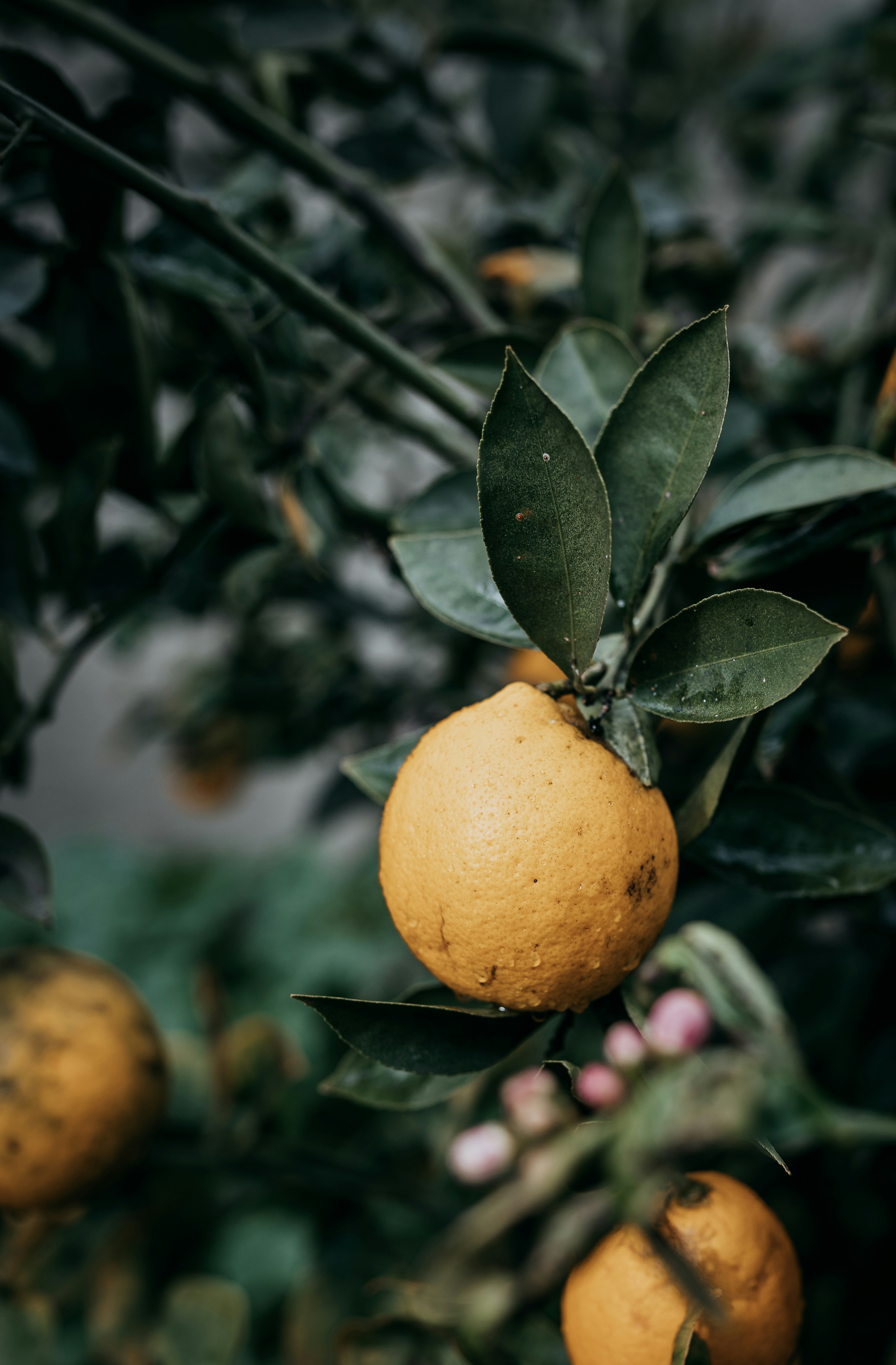 Photo by carmelalustrephotography