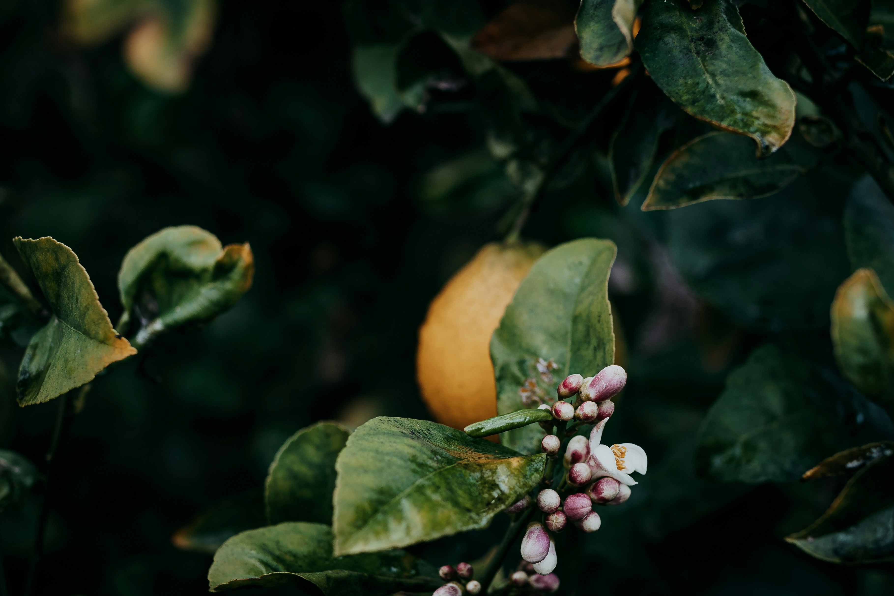 Photo by carmelalustrephotography