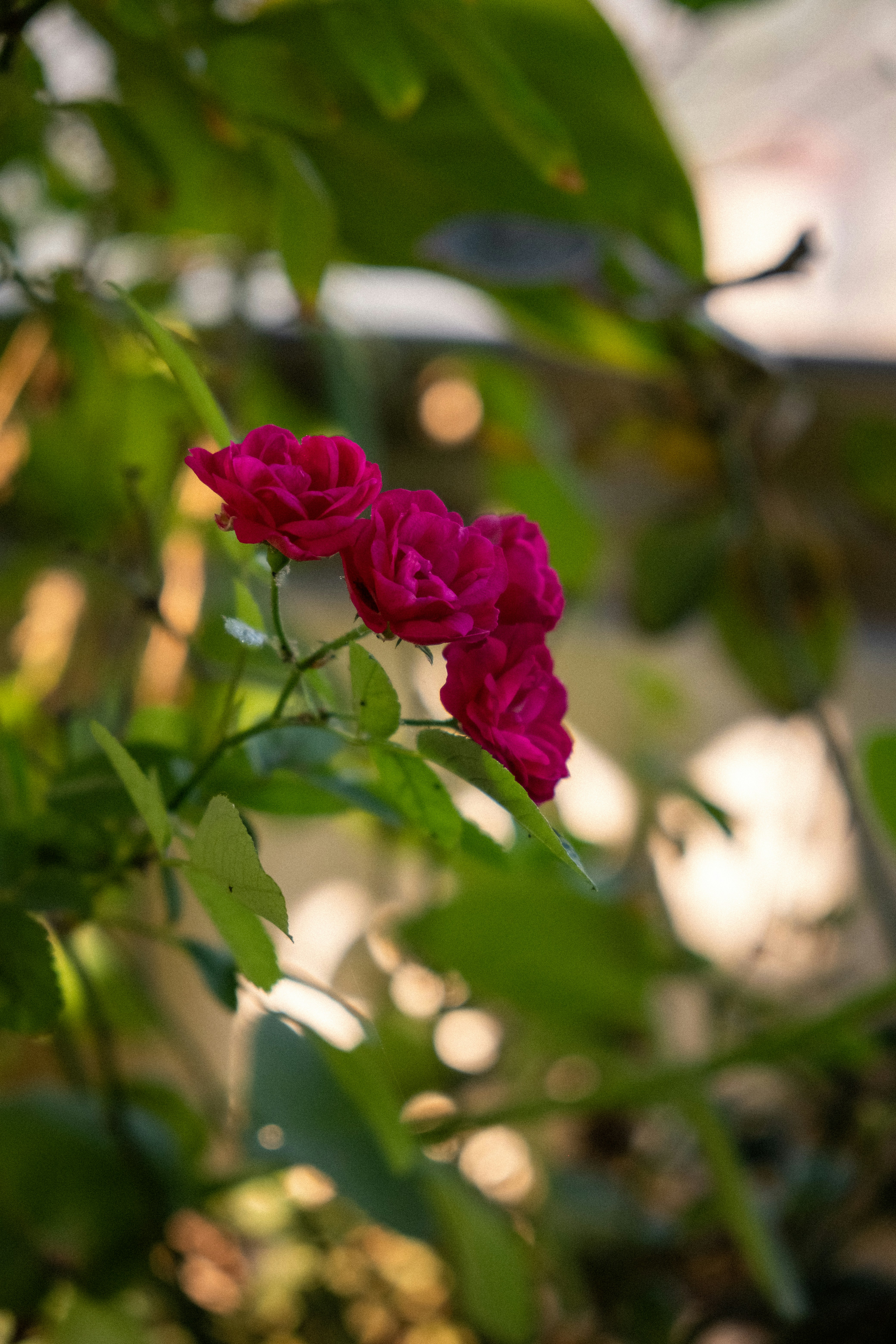 Photo by nipun_photography_unsplash