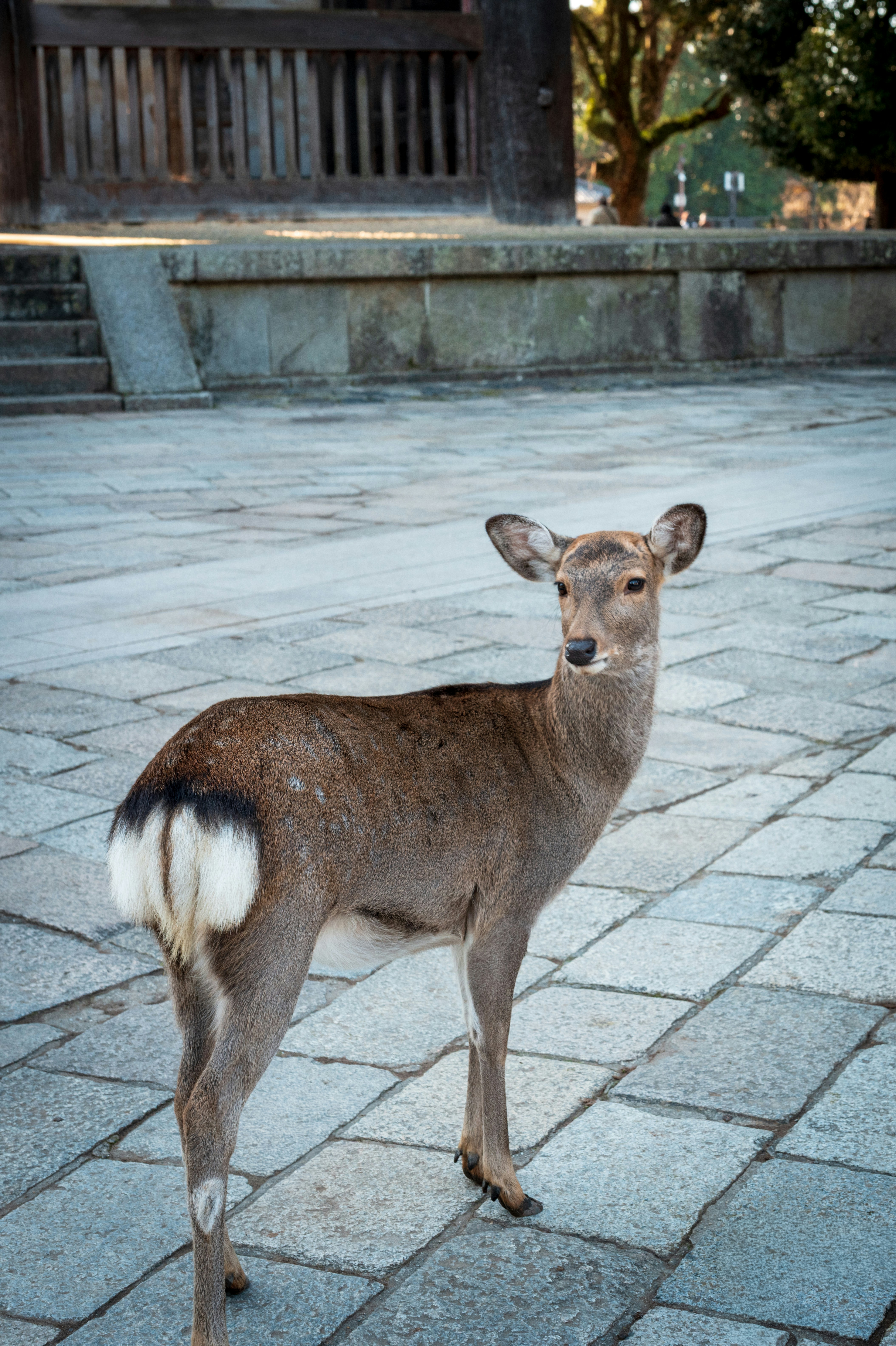 A deer stands on a stone patio near a building.