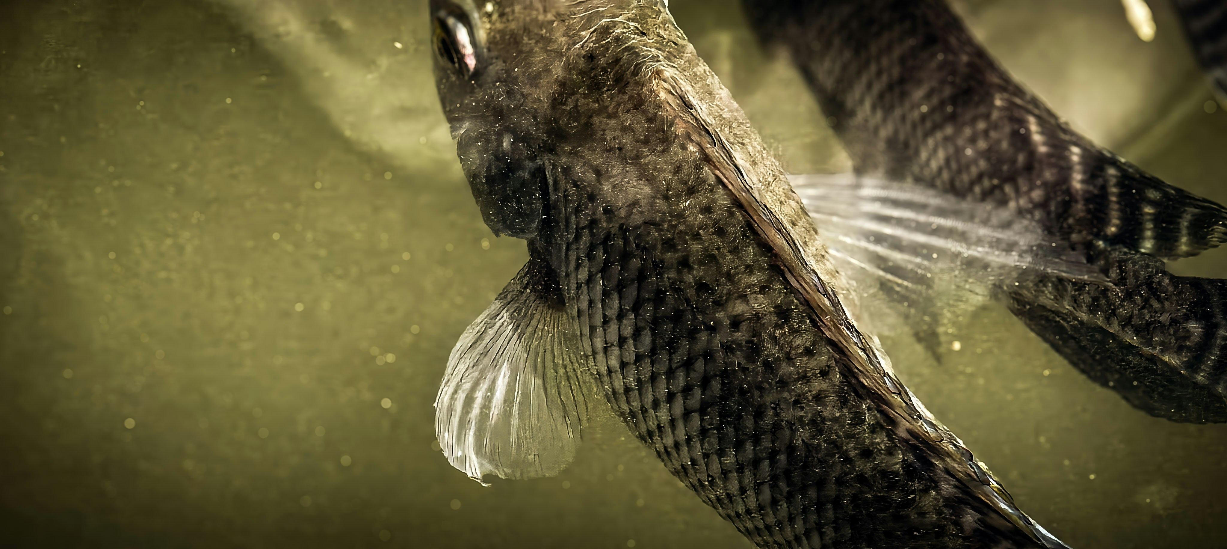 Two small fish swim in murky water