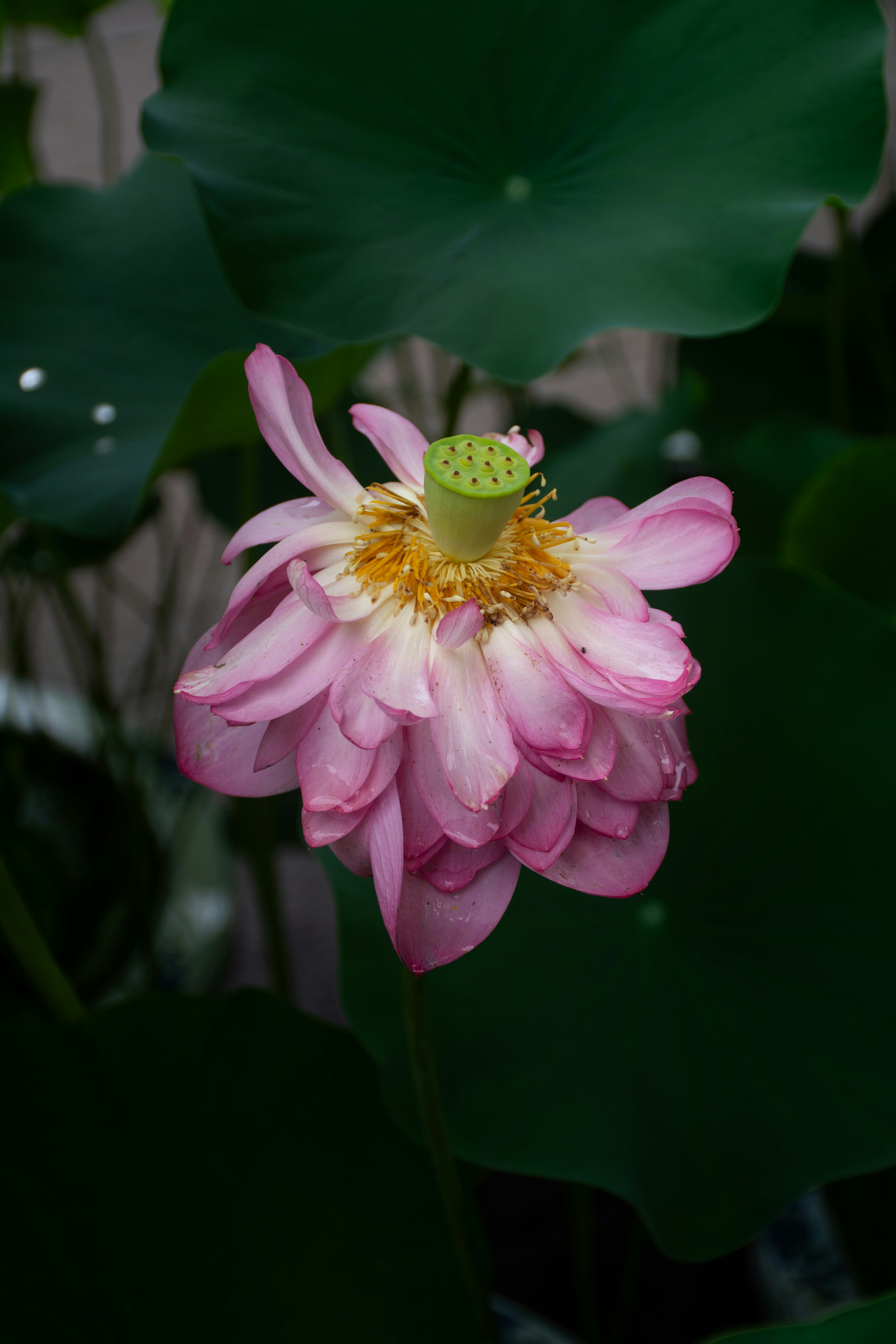 A wilting pink lotus flower with green seed pod.