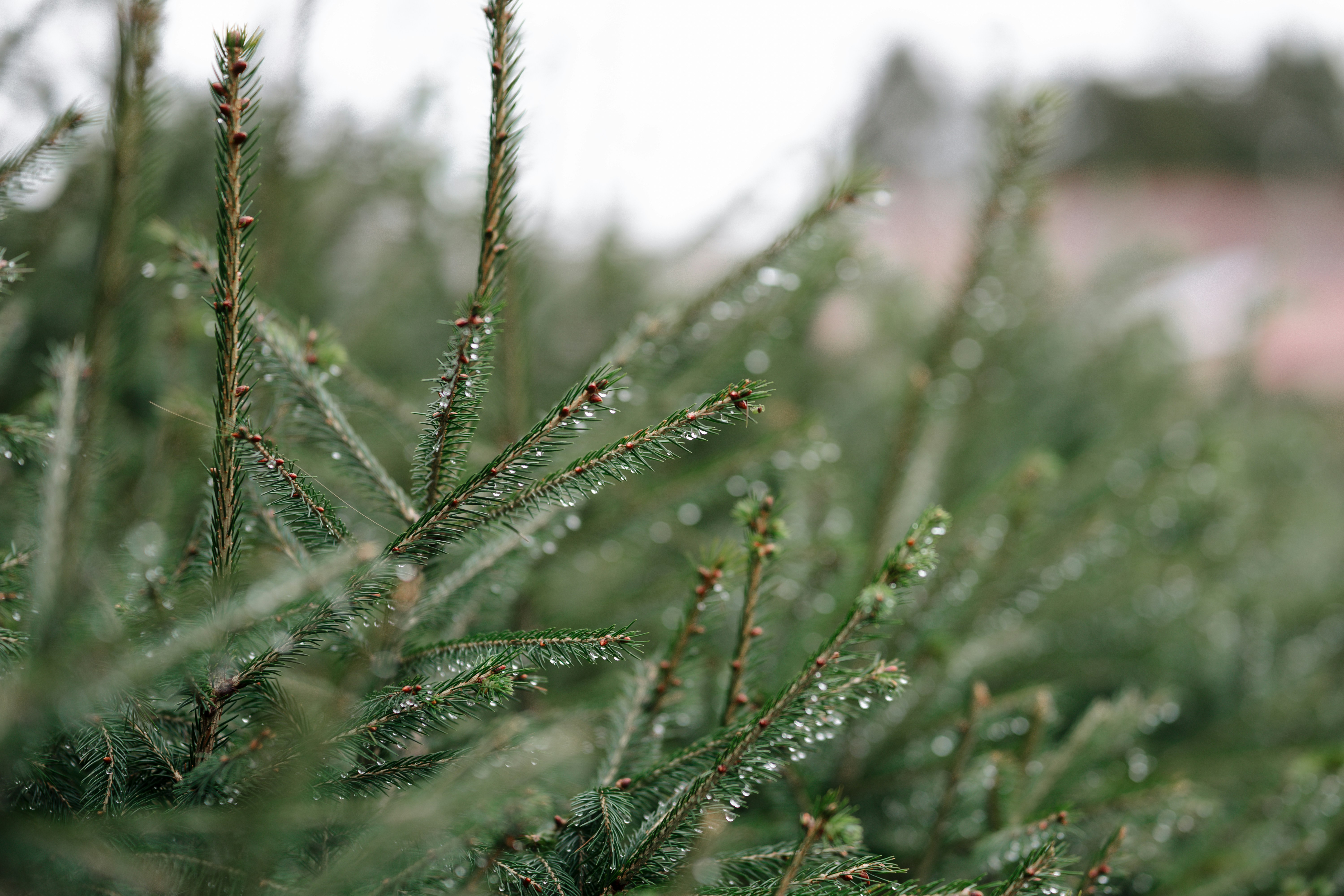 Photo by thejunefire