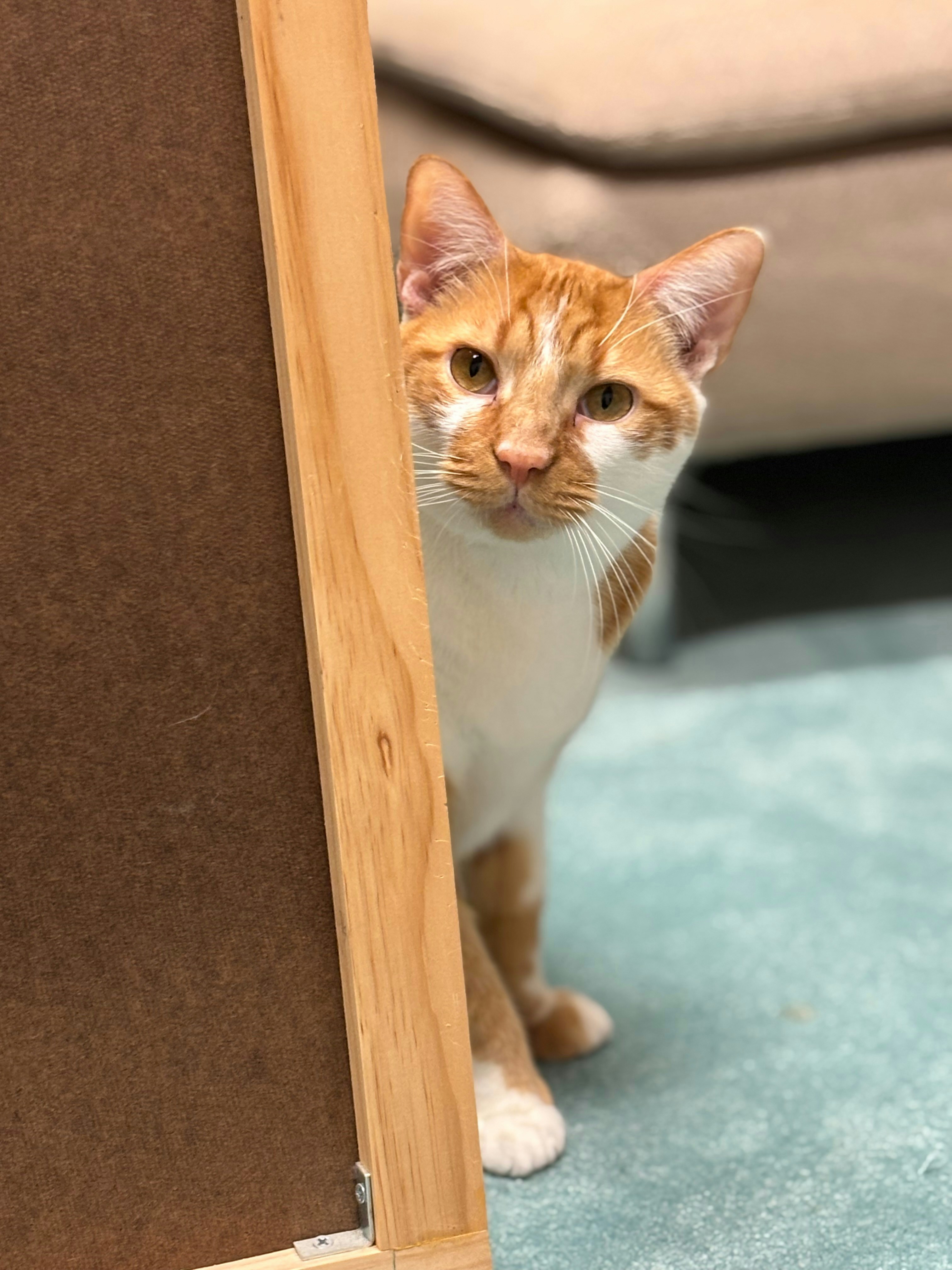 Un gato naranja y blanco asoma por una esquina.
