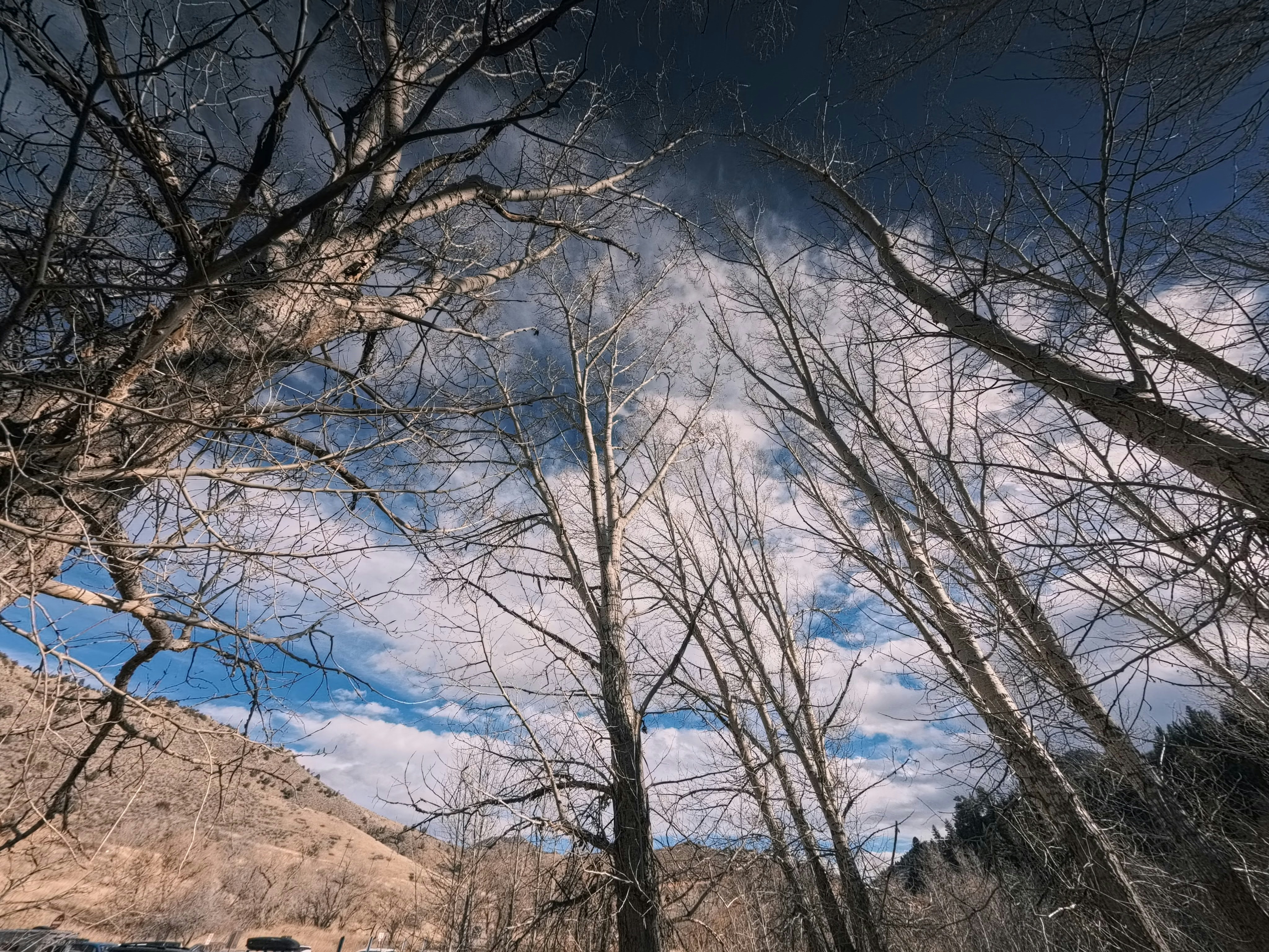 Bare trees reaching into a cloudy sky