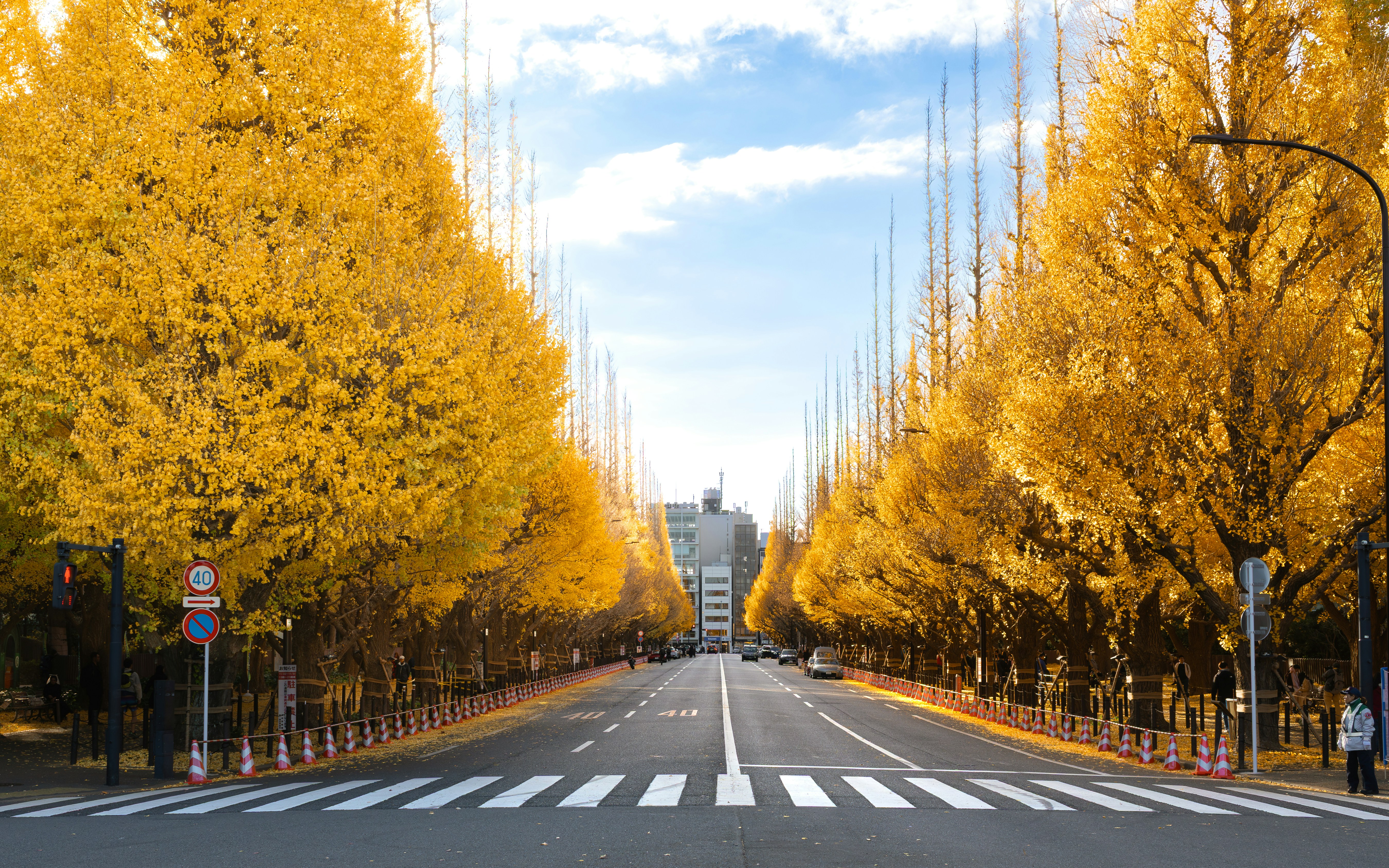 A tree-lined avenue with golden autumn foliage