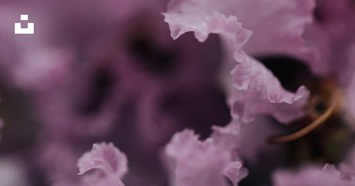 Pink Ruffled Flowers Close-up of delicate pink ruffled flower petals photo – Free Flower ...