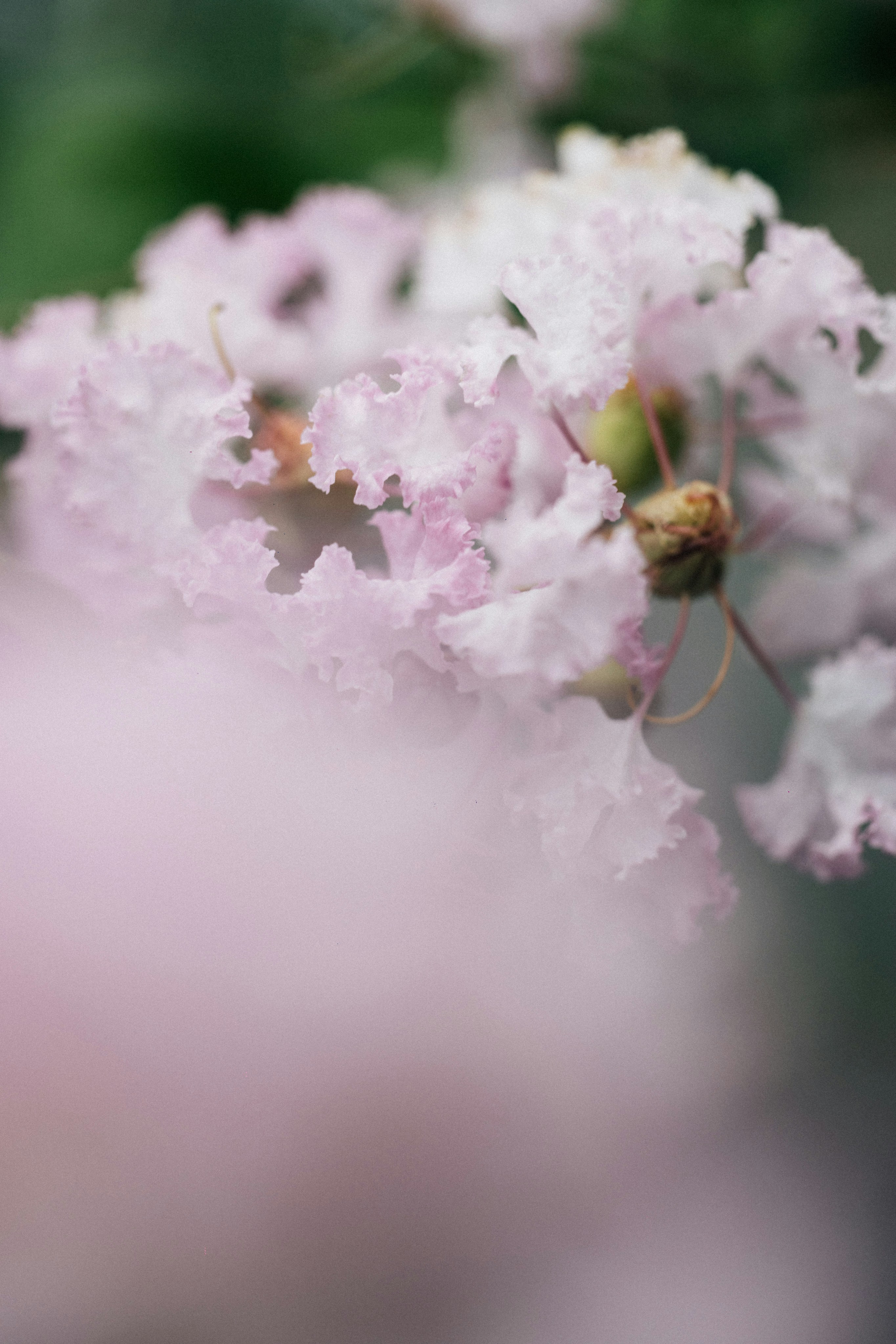 Photo by tsuyoshikozu