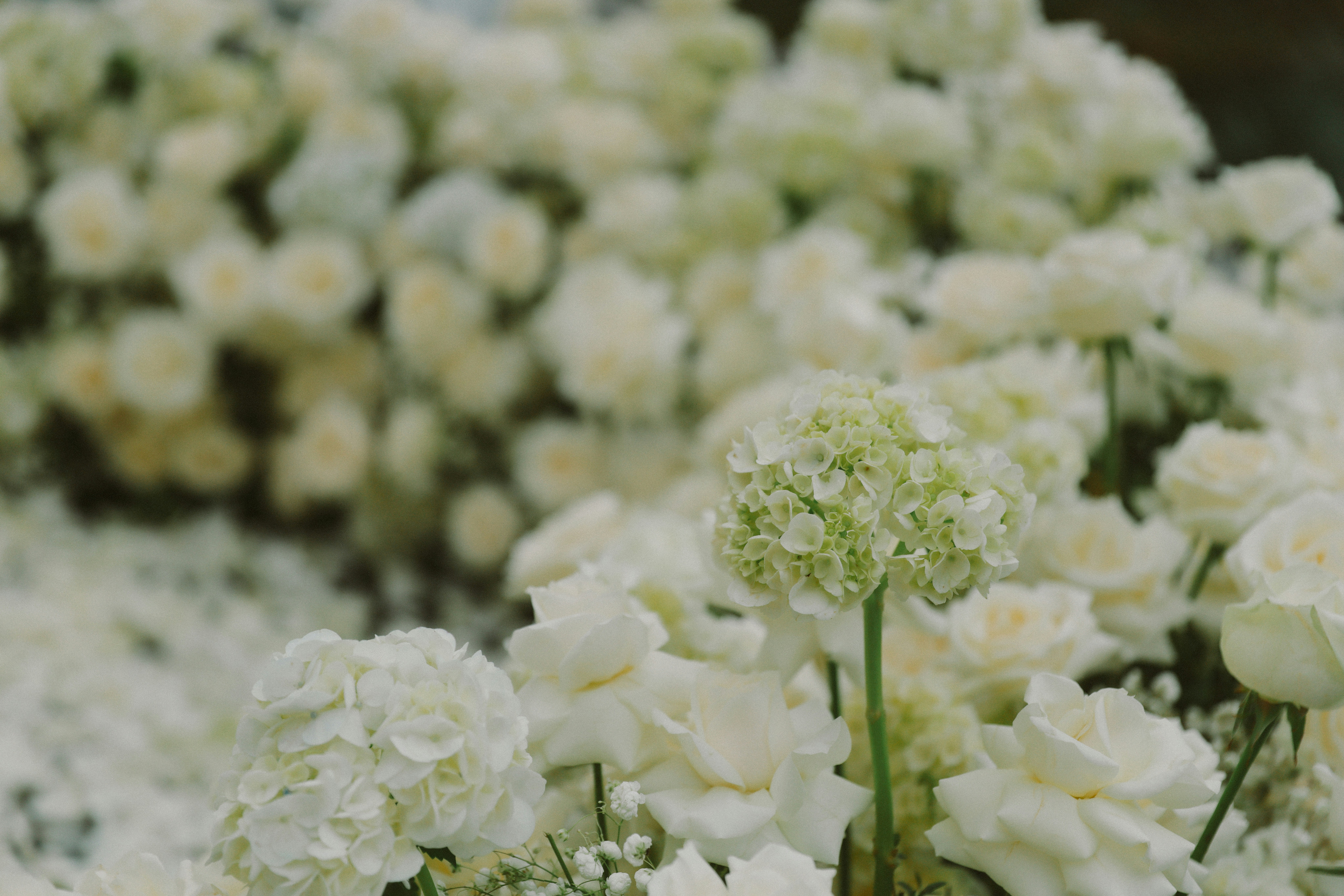 A lush arrangement of white roses and hydrangeas.