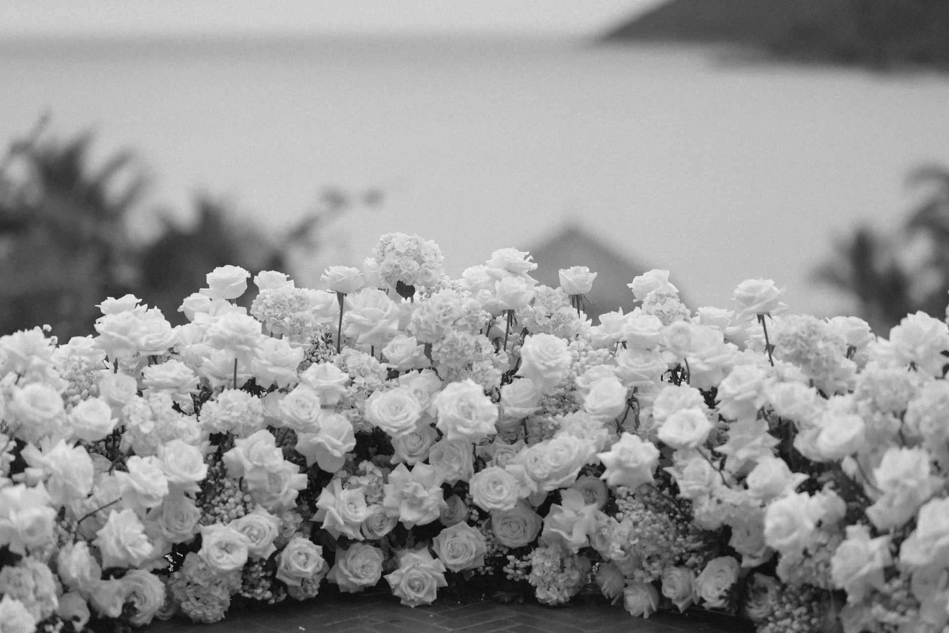 Close-up of white flowers with blurred ocean background