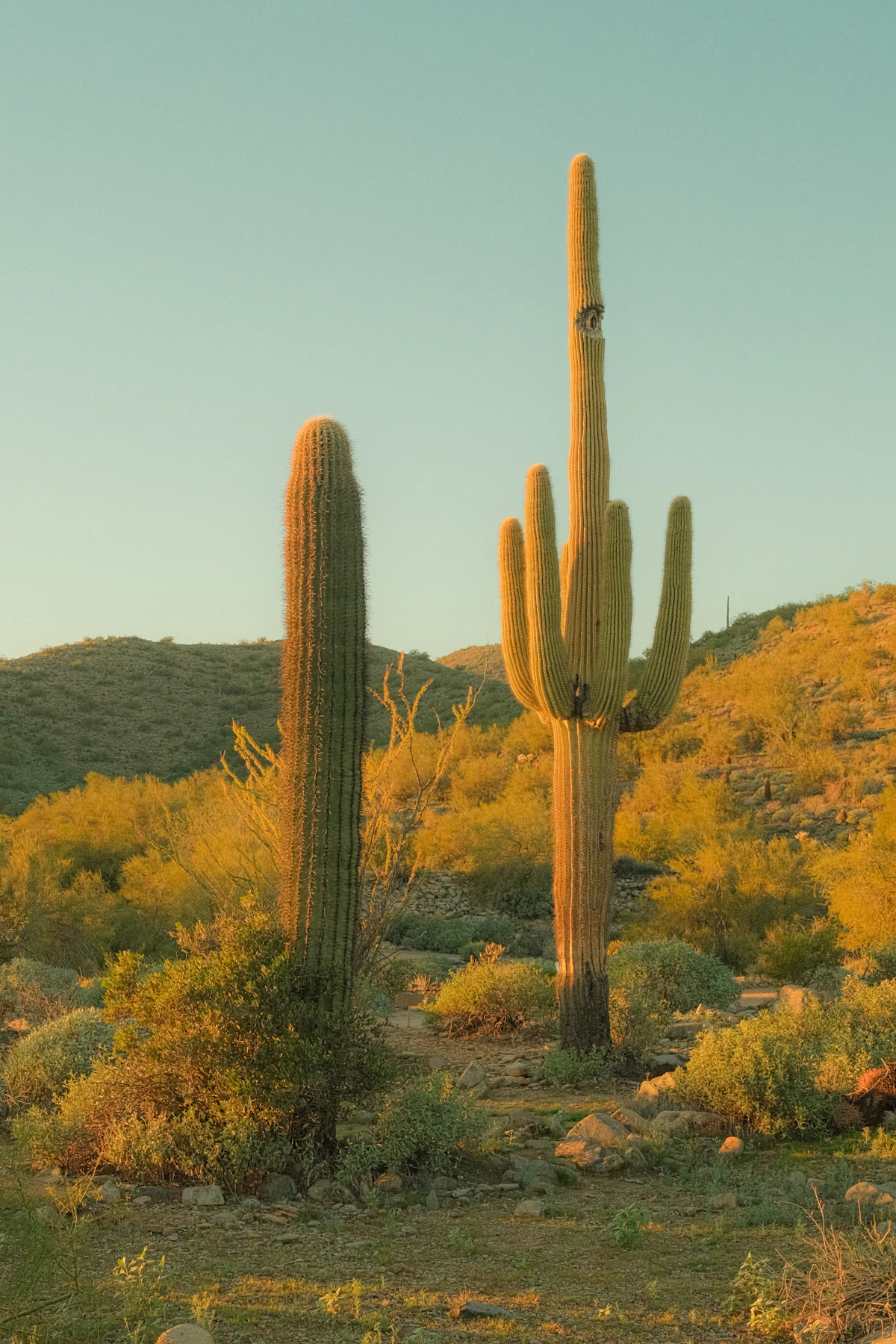 Two saguaros among desert shrubs in evening light near Scottsdale, Arizona