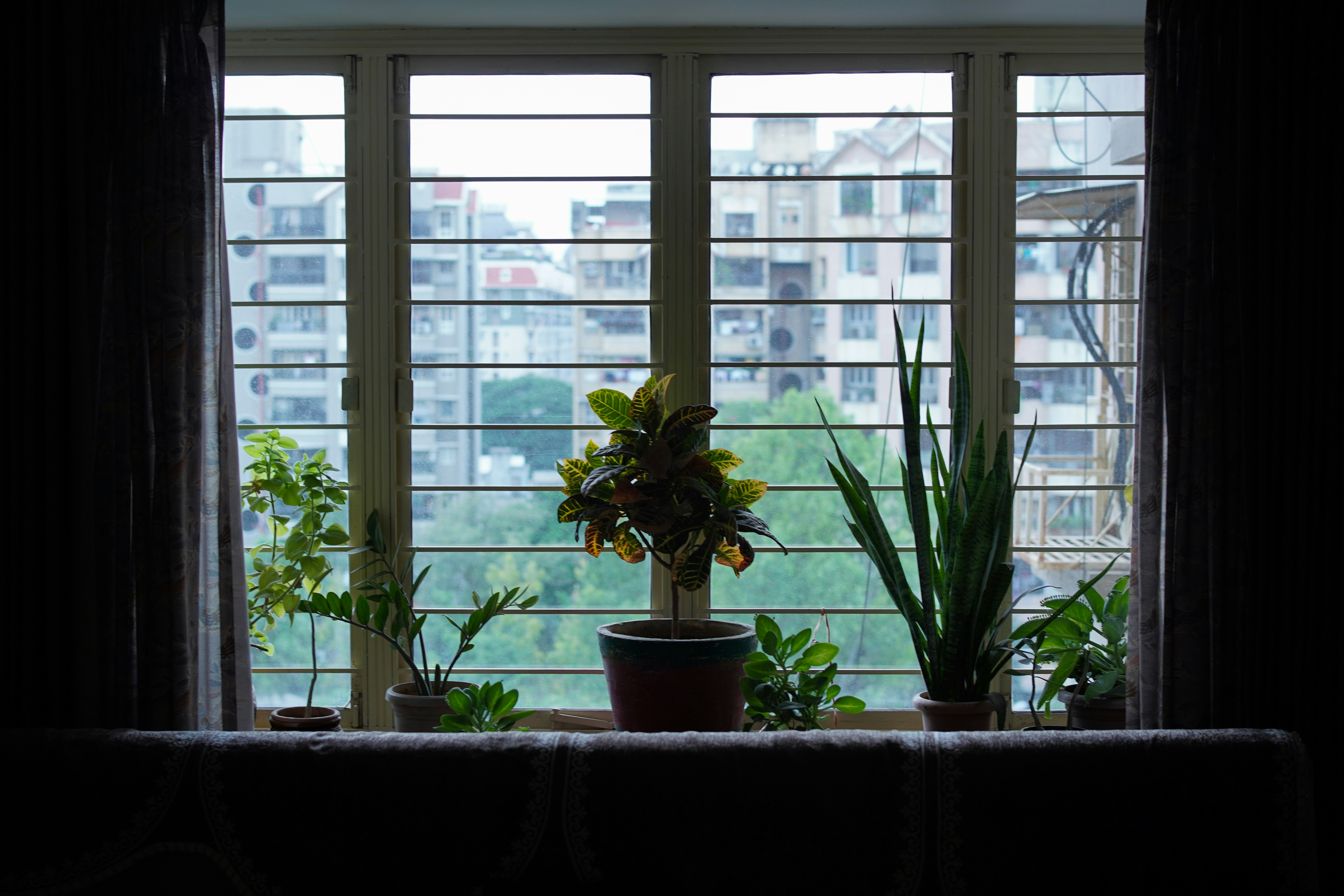 potted houseplant on windowsill