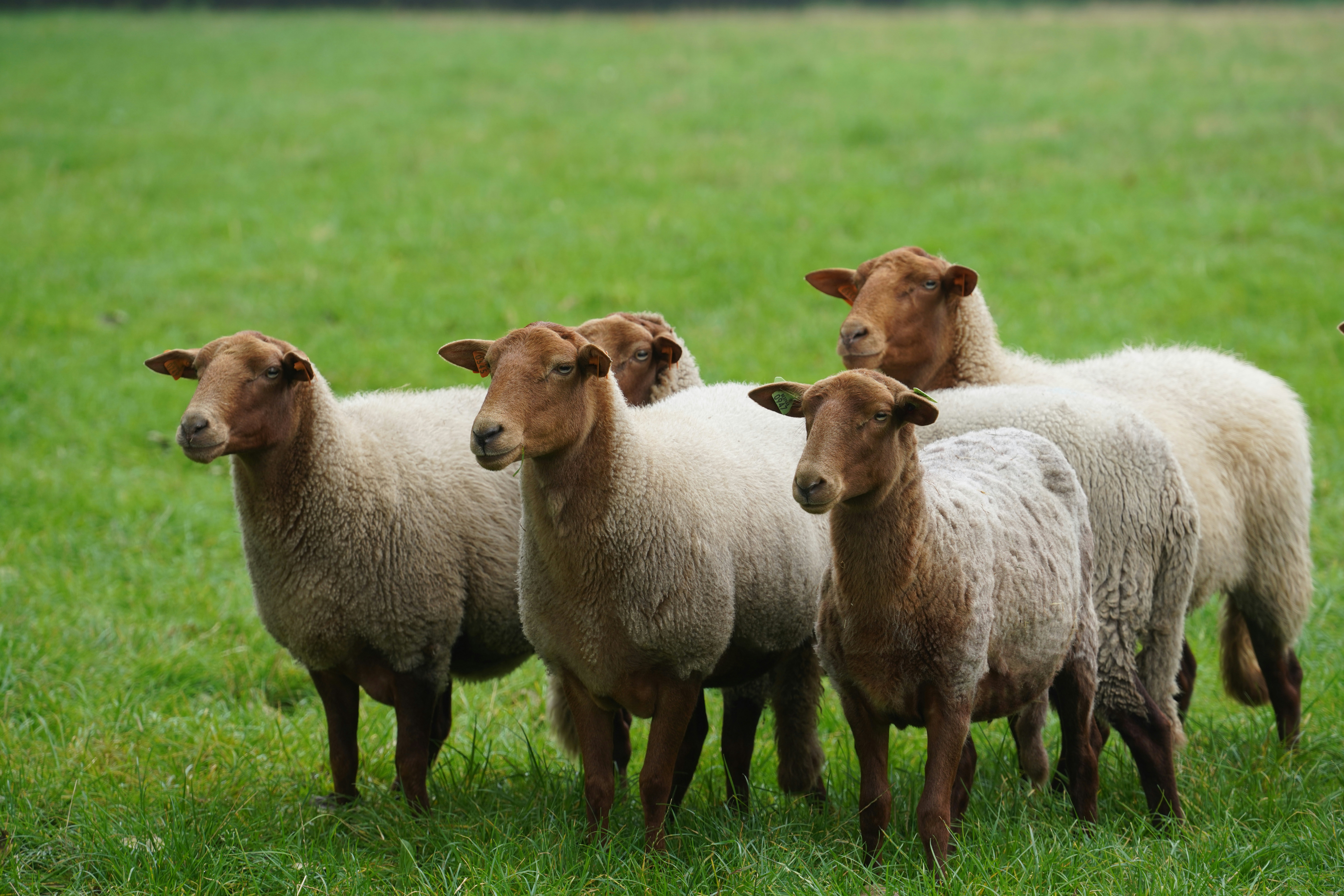Eine Schafherde steht auf einer grünen Weise.