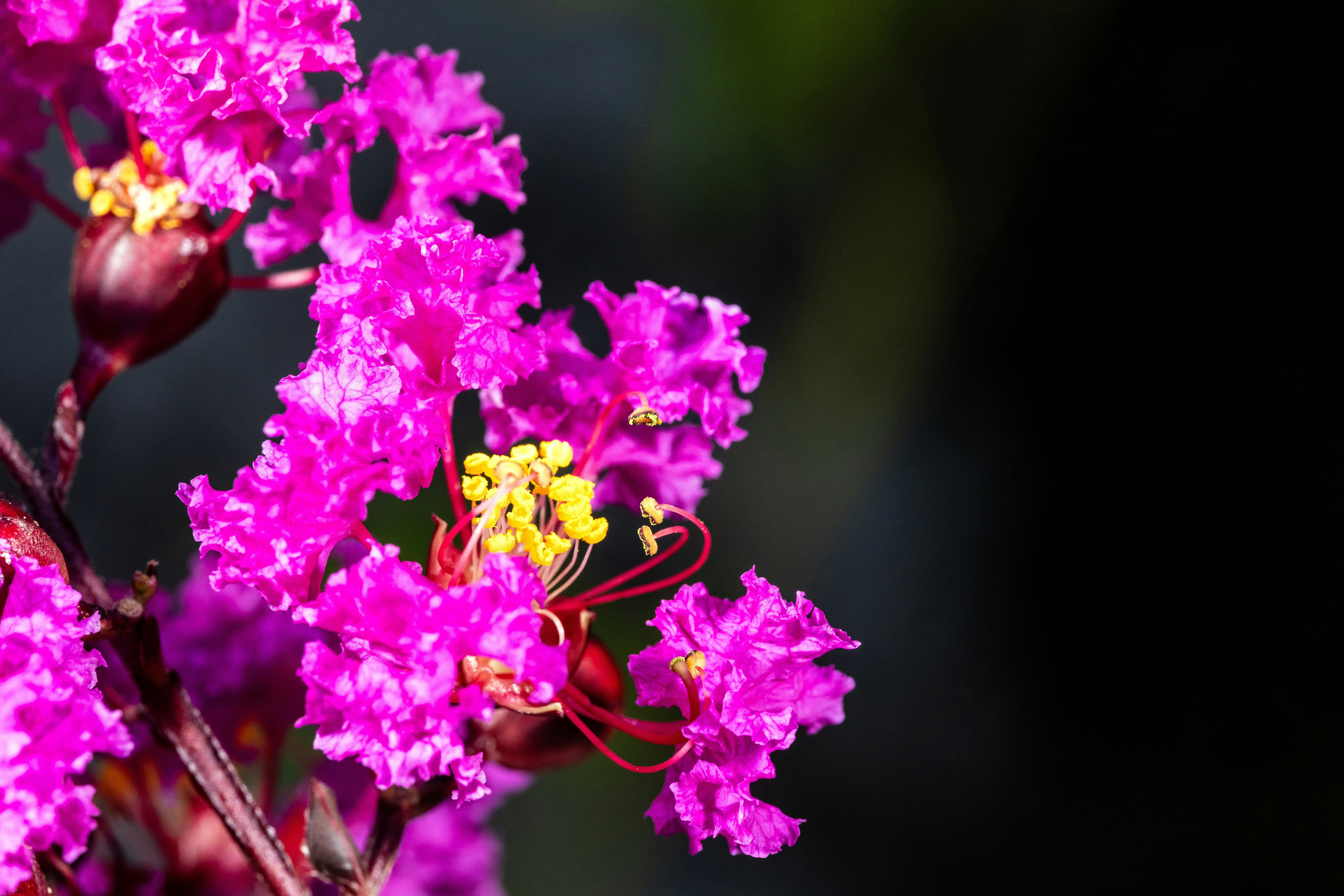 Vibrant pink crape myrtle flowers with yellow centers
