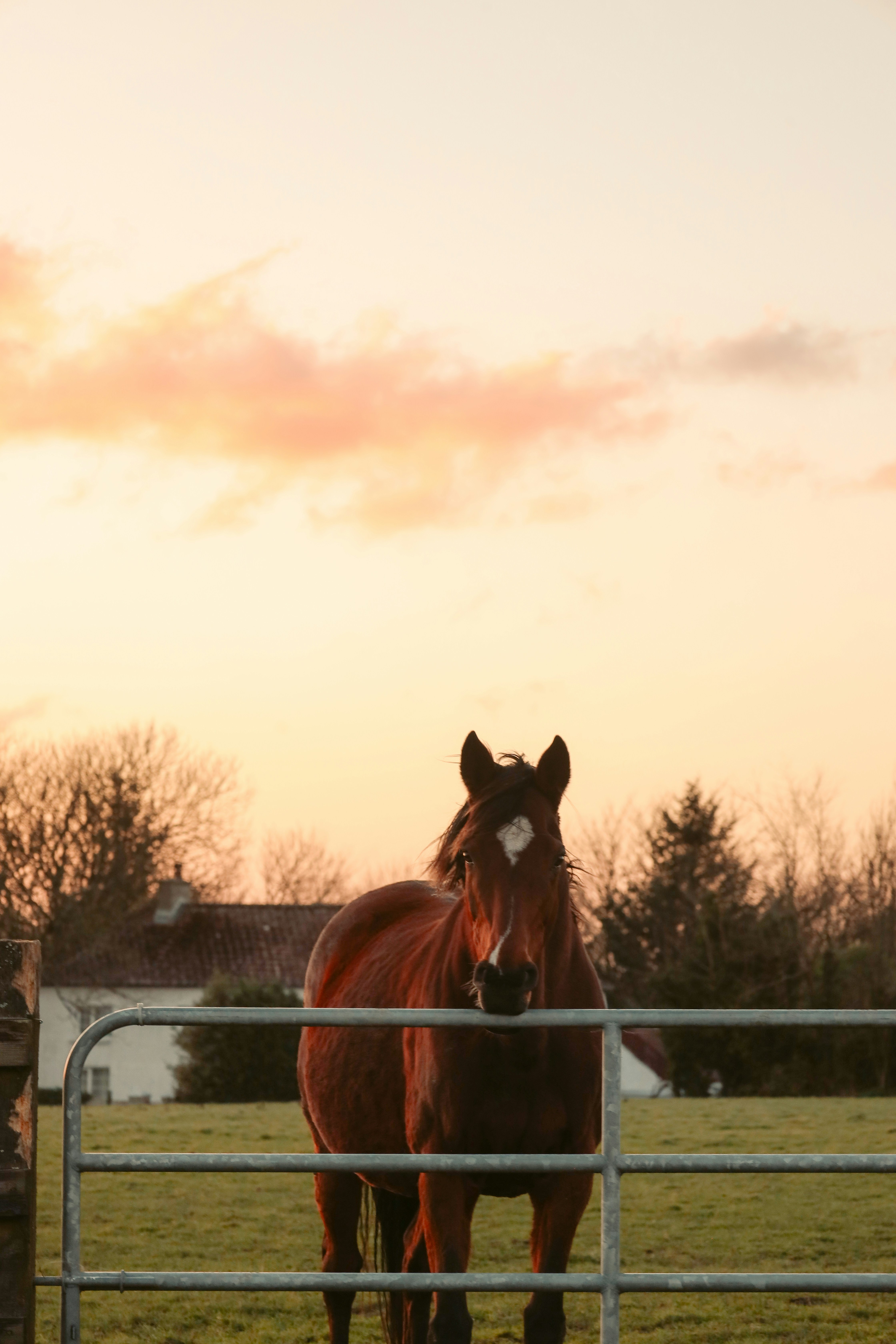 Ein braunes Pferd steht bei Sonnenuntergang hinter einem Zaun.