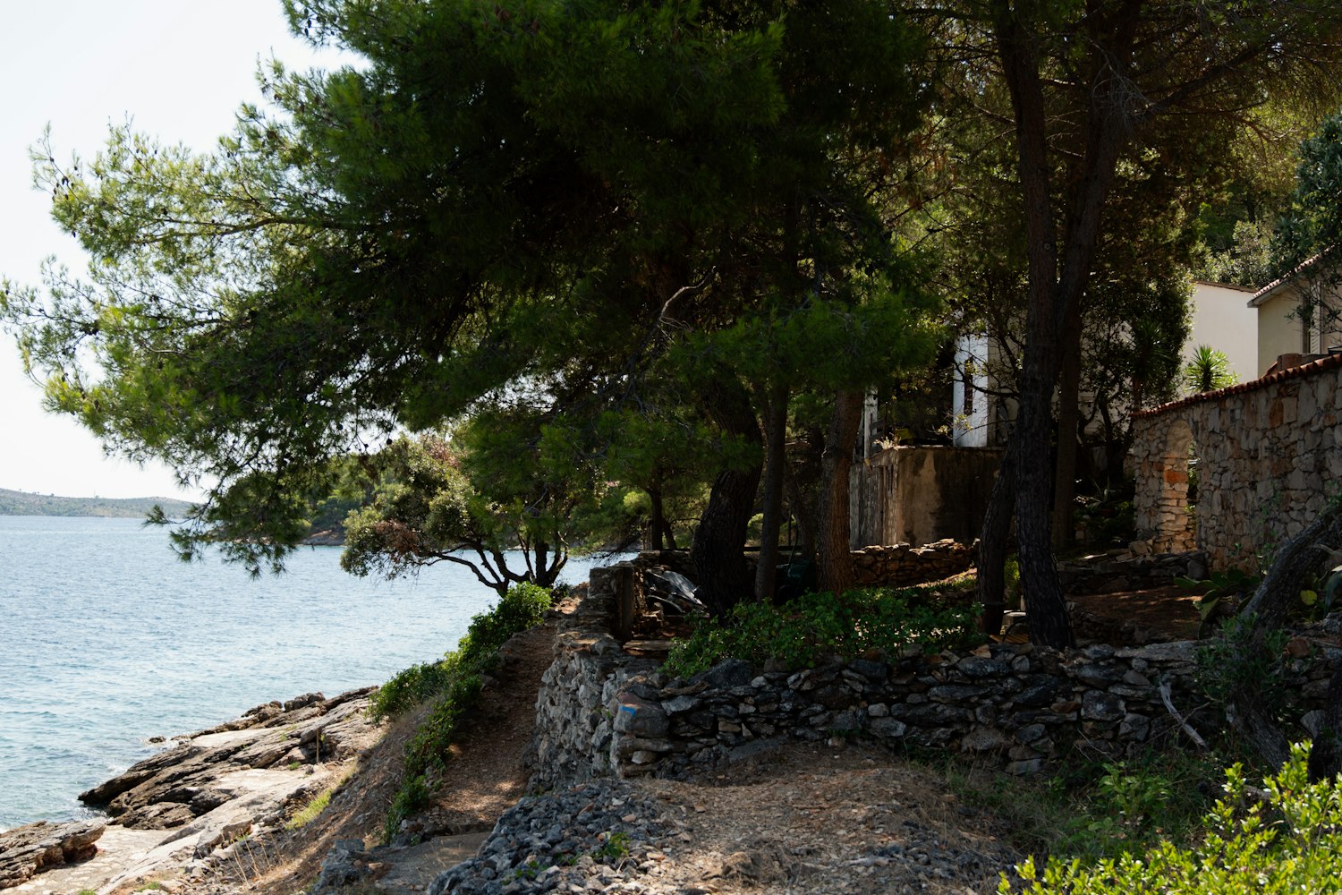 Umbrella pines and old stone terracing above the blue Adriatic