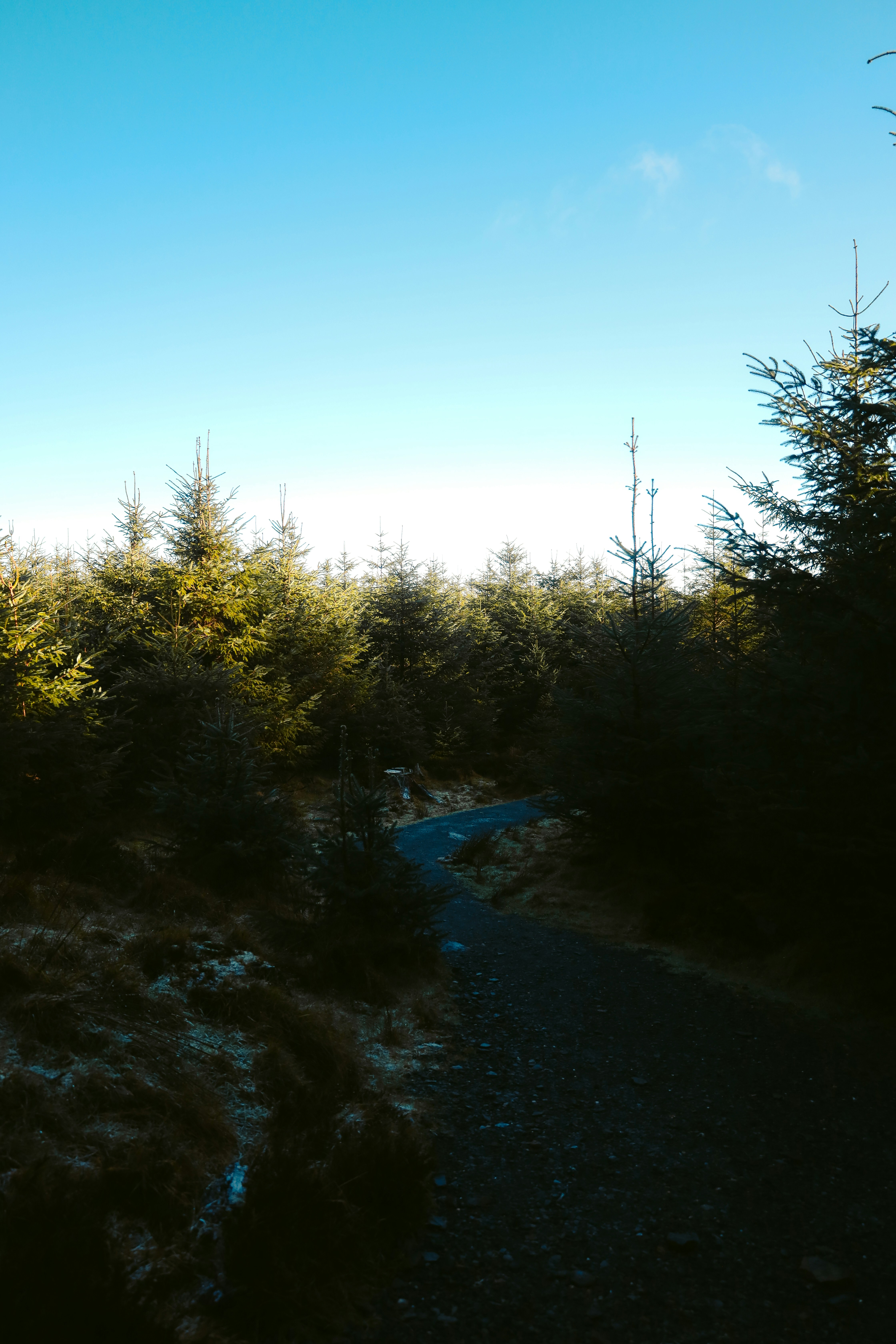 Ein Weg durch einen Nadelwald an klarem Tag