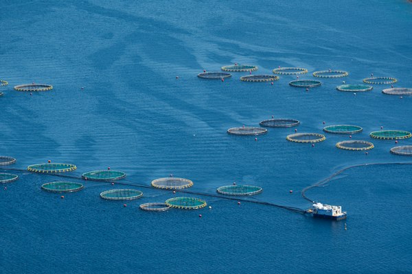 Seafood Security and Operational Aquaculture