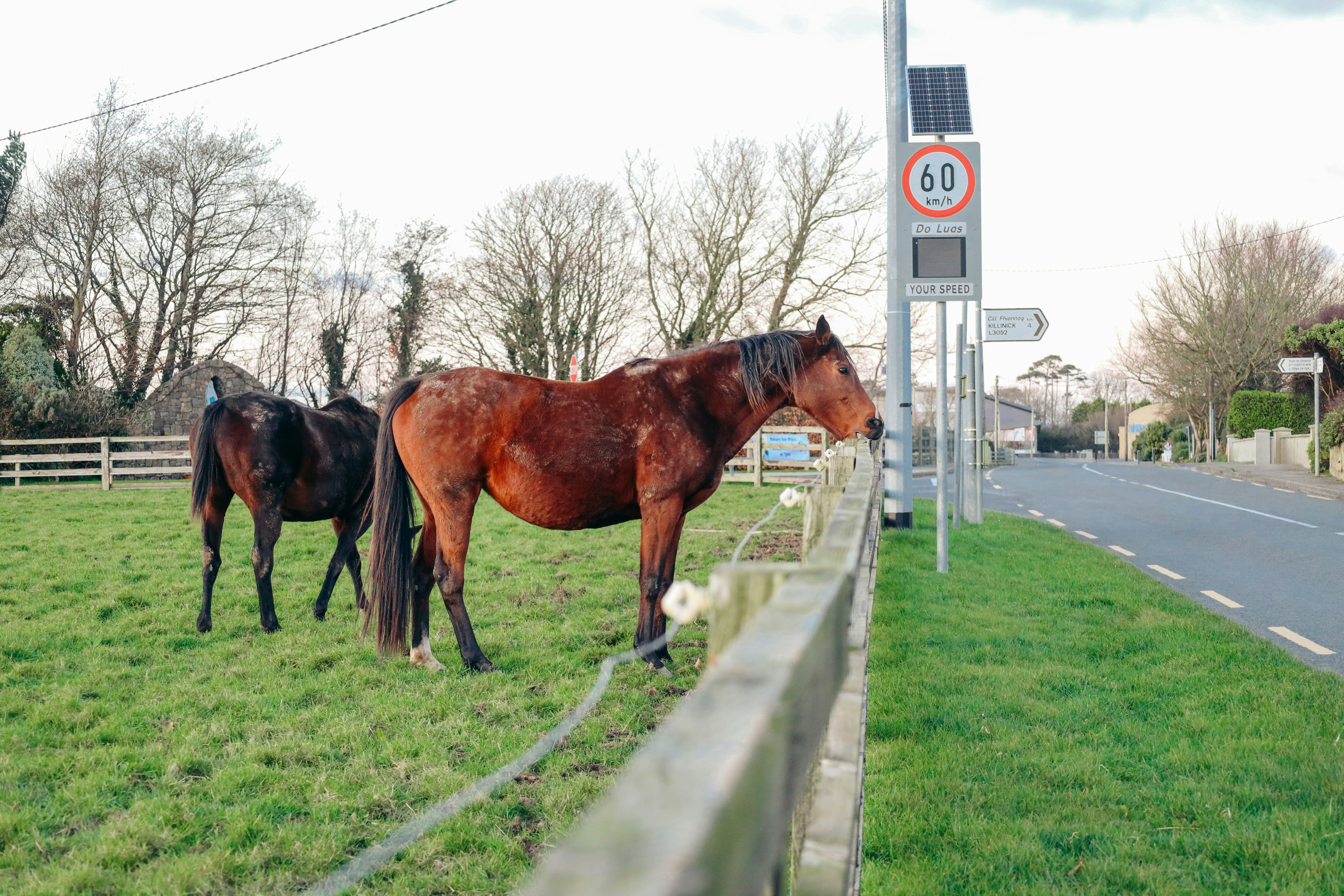 Zwei Pferde stehen auf einem grasbewachsenen Feld in der Nähe einer Straße.