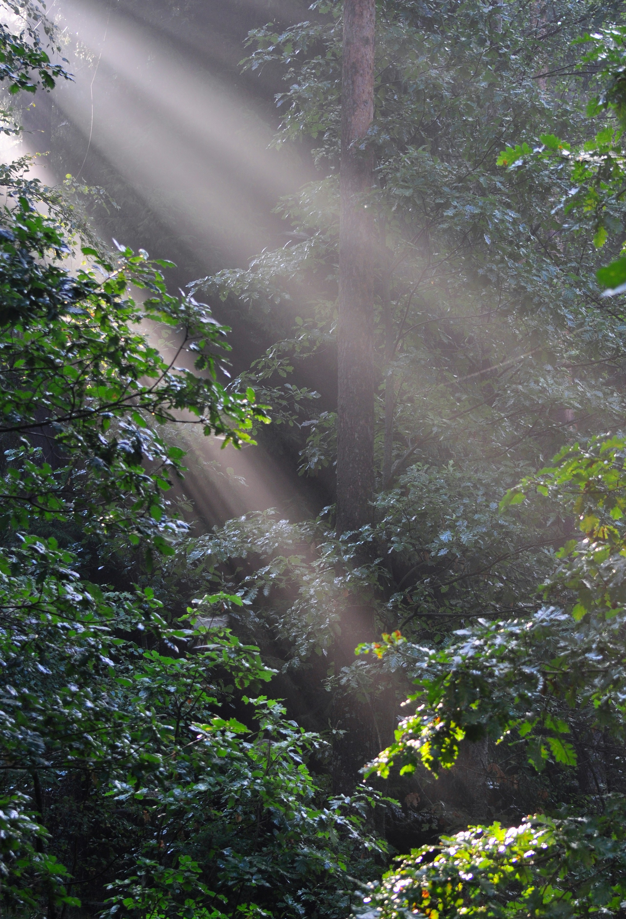 Sunbeams stream through a misty, green forest canopy.