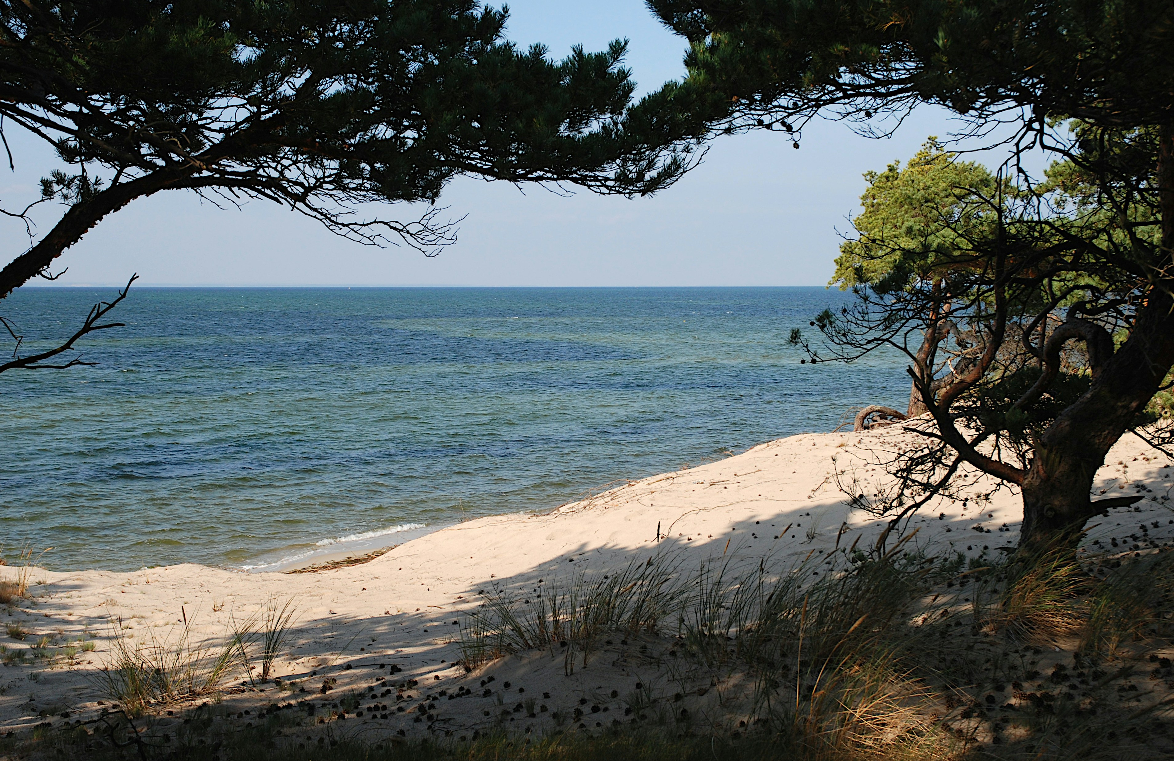 View of a sandy beach and calm ocean through trees.
