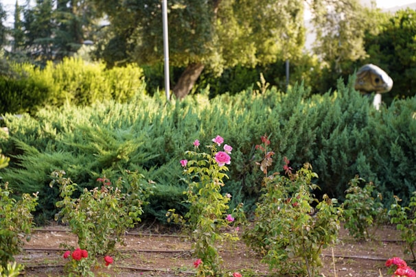 Green bushes and pink roses in a garden