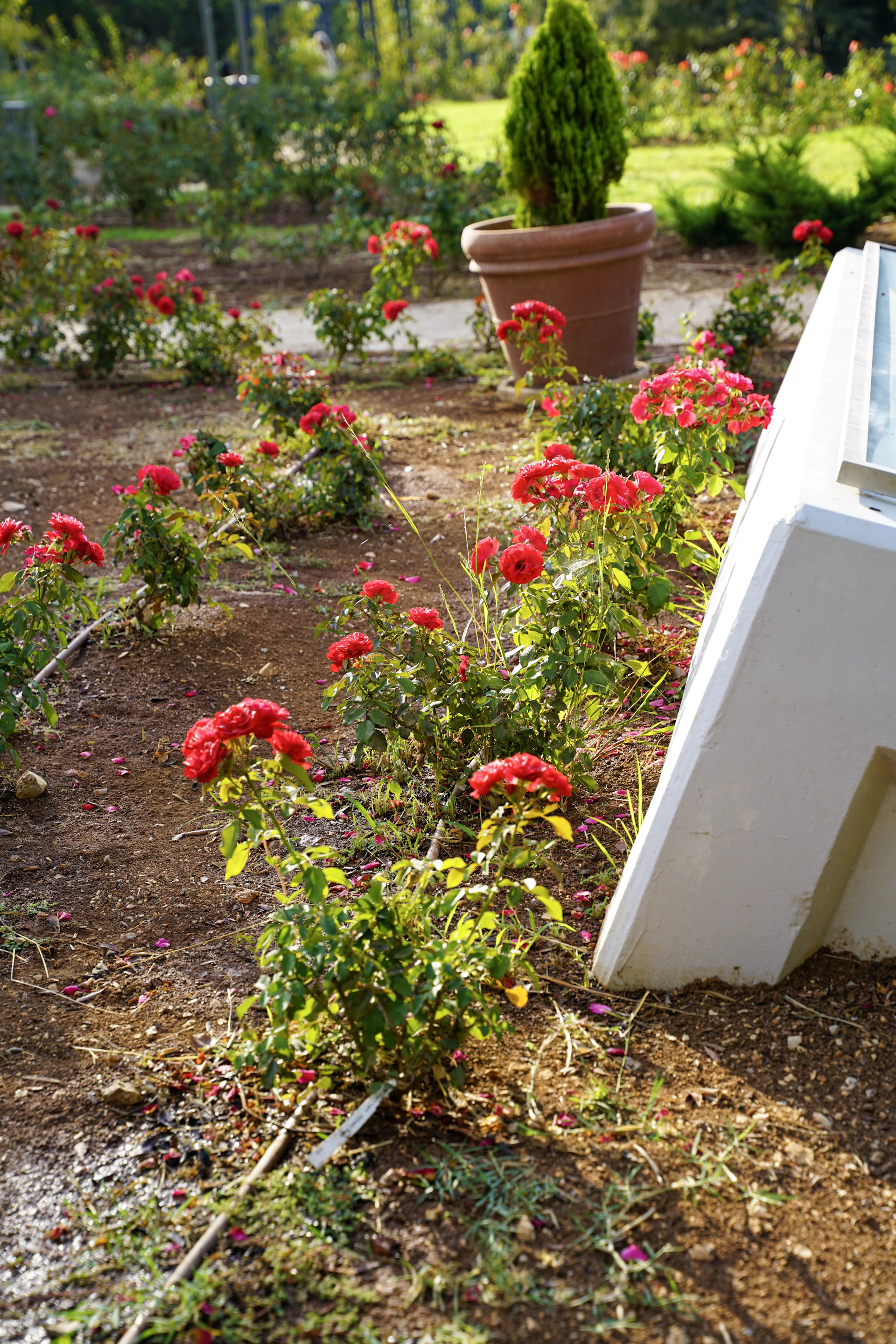 Red roses blooming in a garden with a large pot.