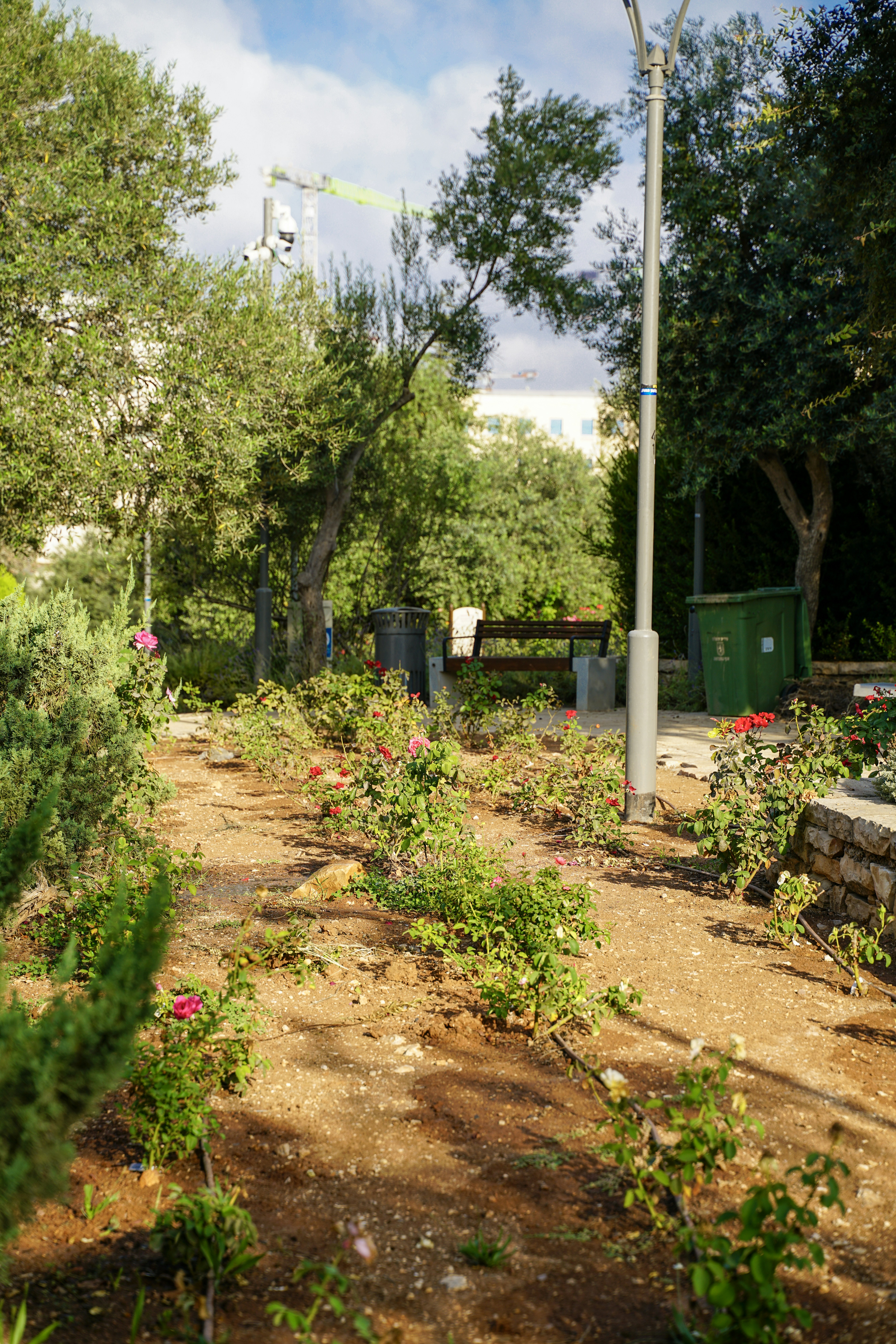 A sunny park with blooming roses and green trees.