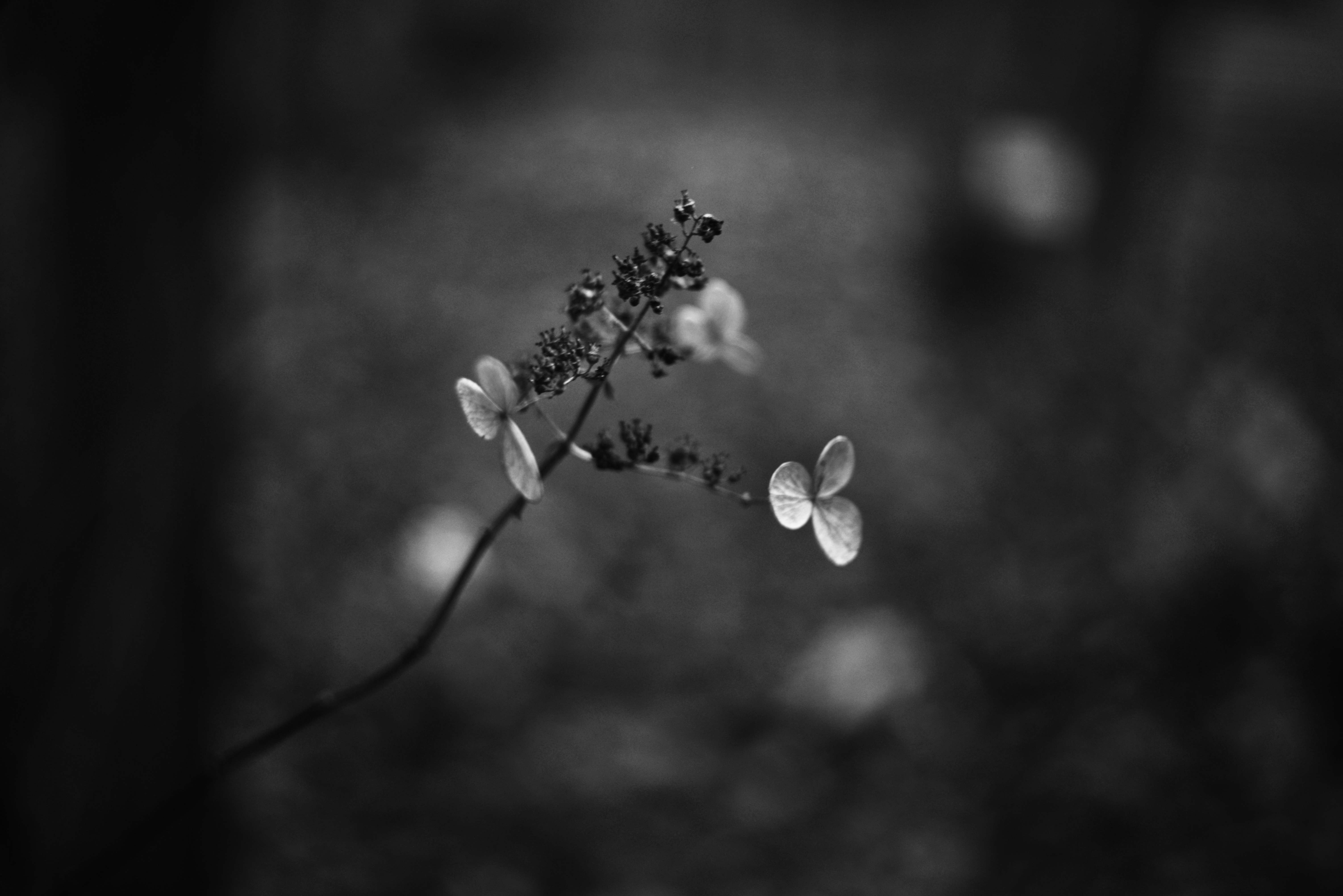 Photo by cherstve_pechivo