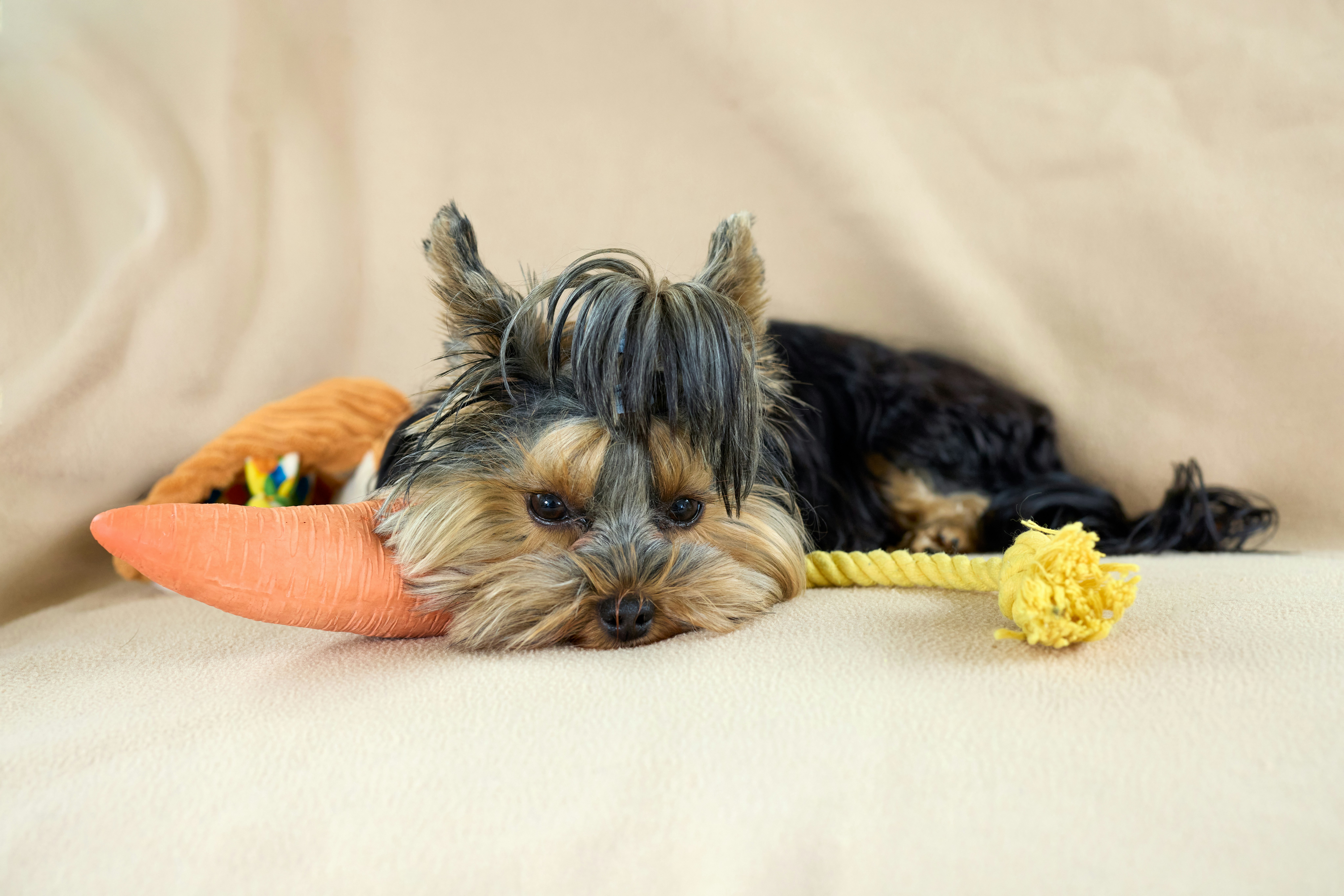 Best Rope Toys for Dogs and Complete Buying Guide