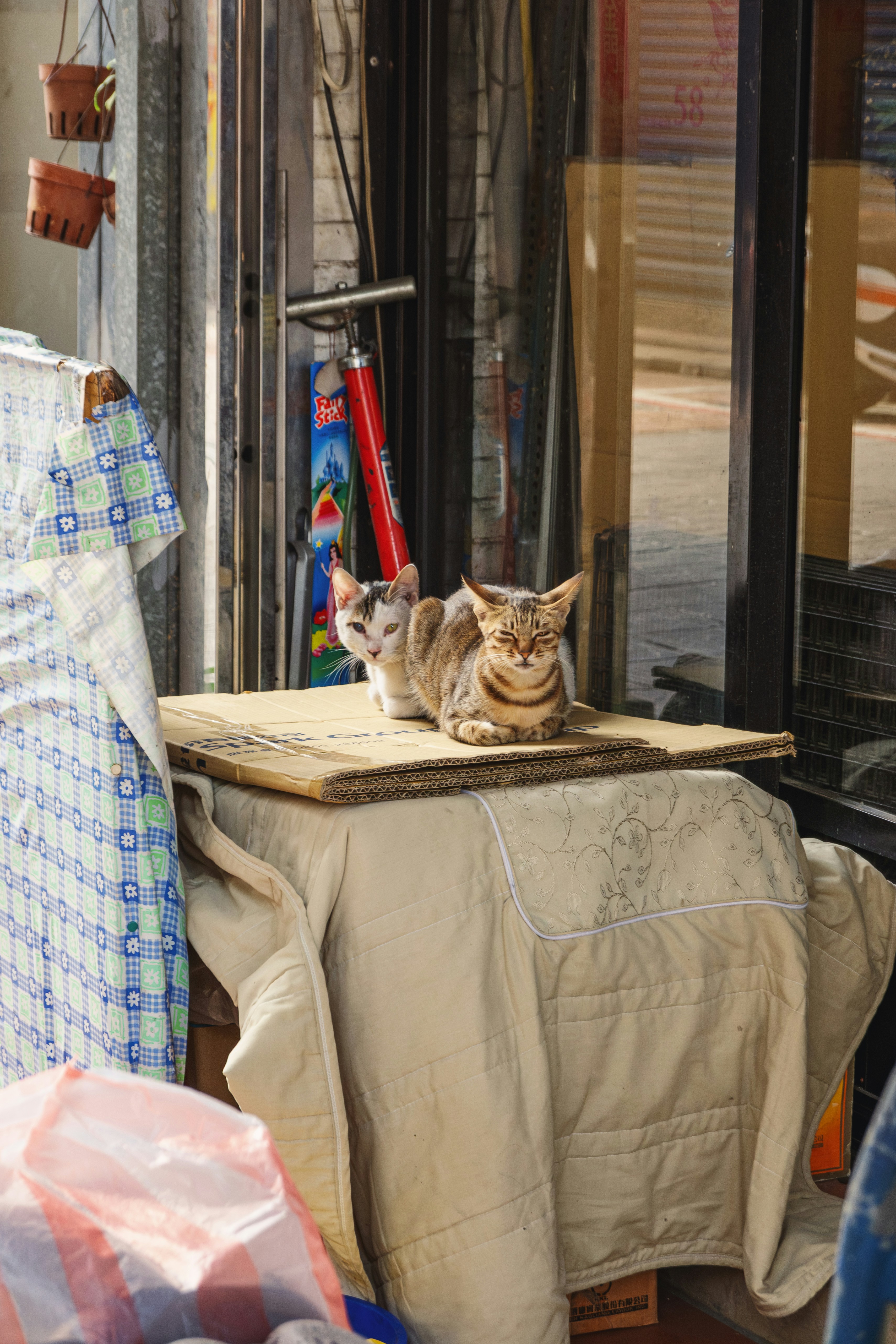 Two tabby cats sitting on a table