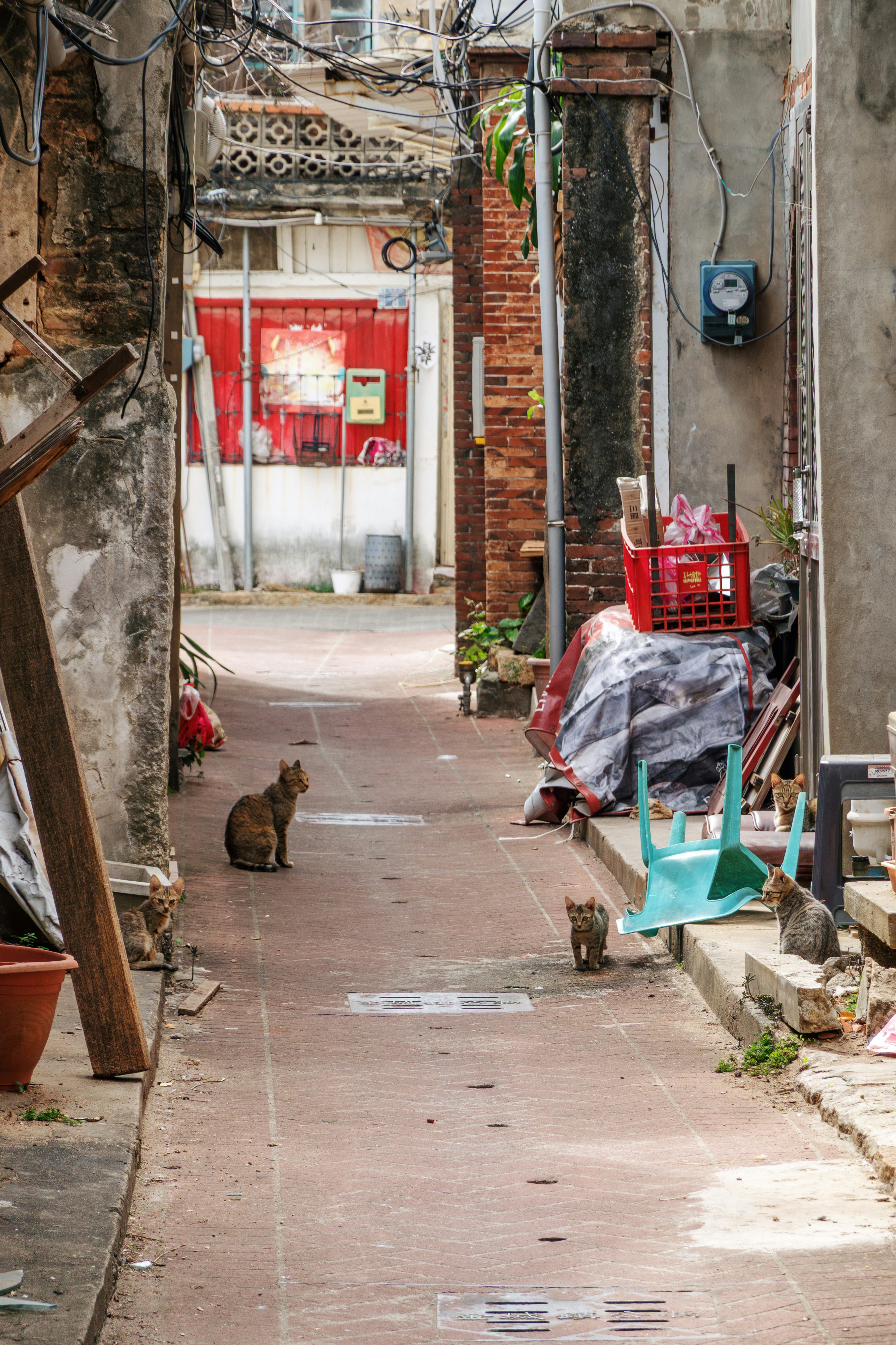 Cats sitting in a narrow alleyway with buildings.