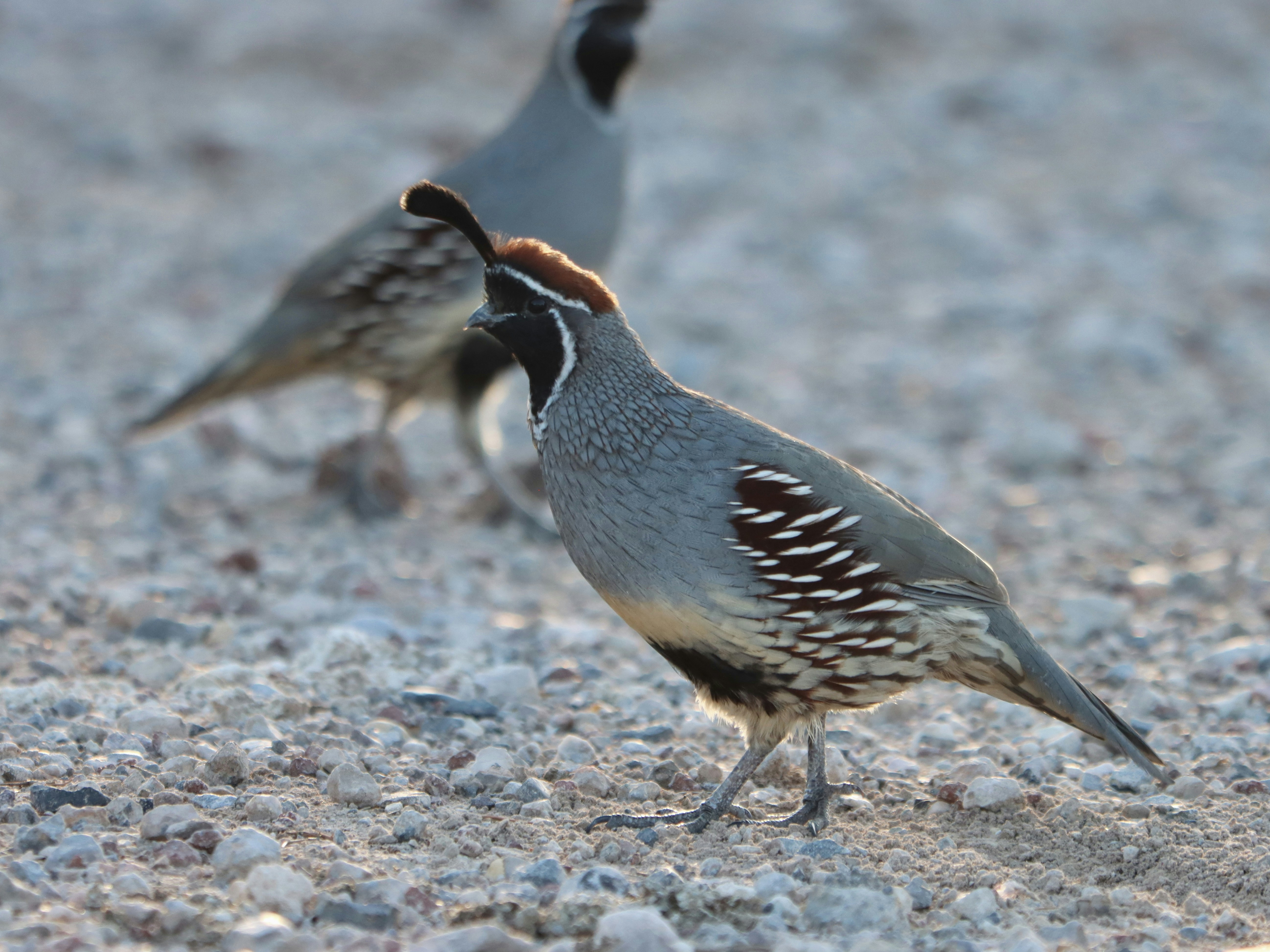 Two quail stand on rocky ground