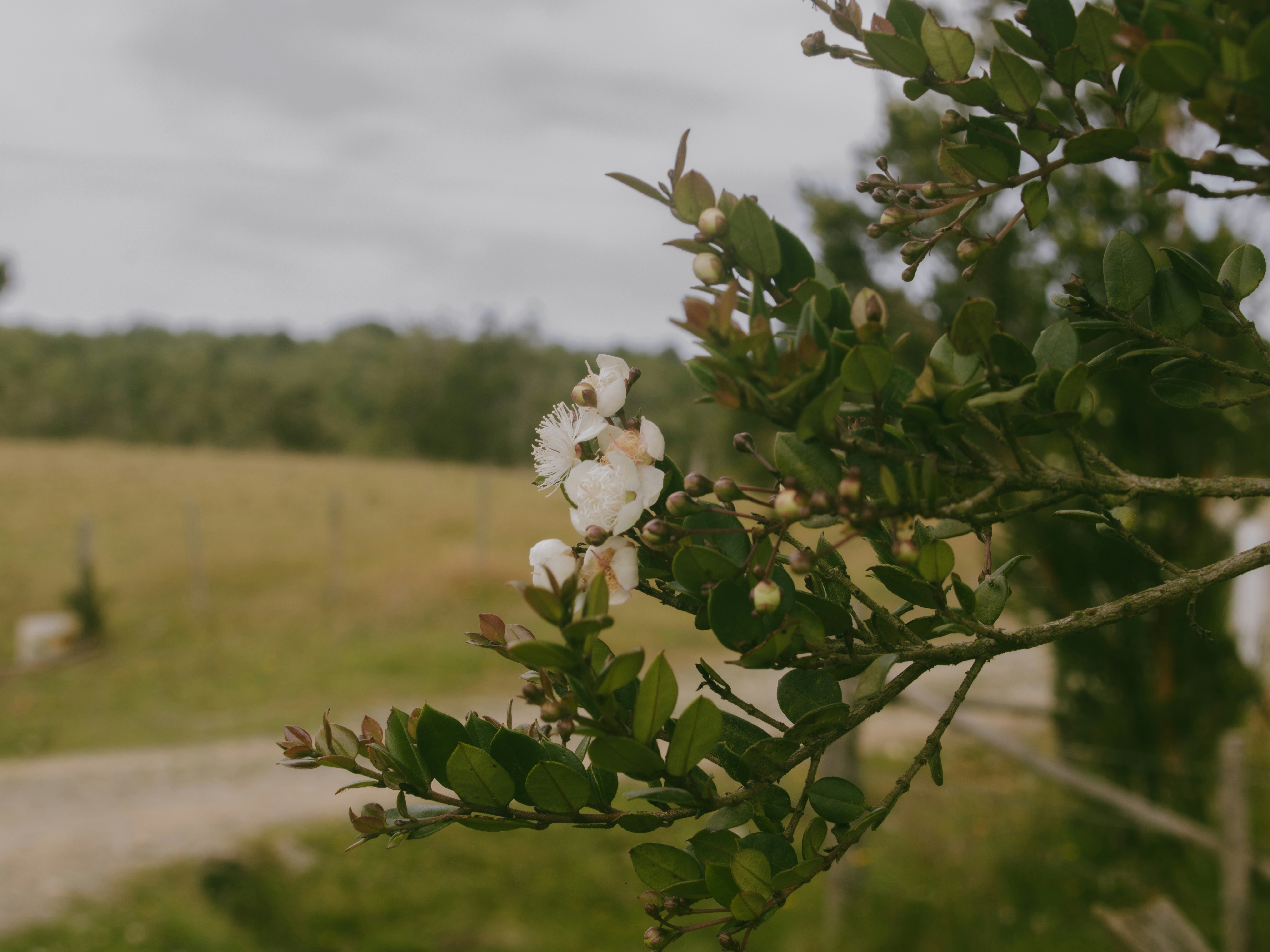 White flowers bloom on a green leafy branch.