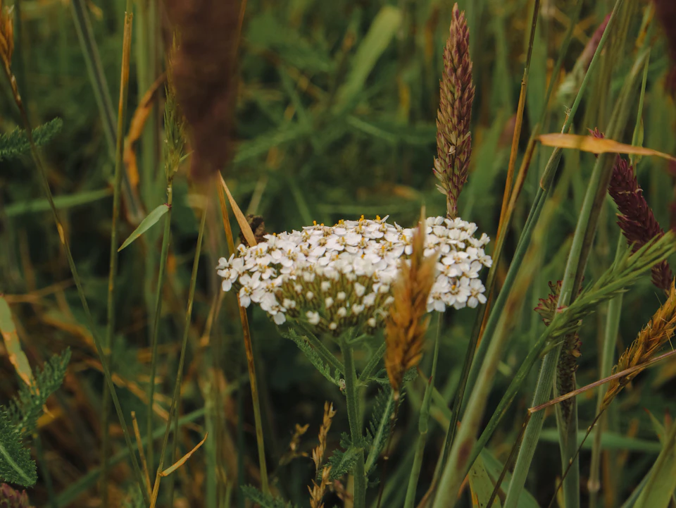 The image depicts a field with tall grass and wildflowers, including a white flower with yellow centers that is the main focus. The background features more green plants interspersed with brown stems, creating depth and texture. A bee can be seen flying near the center of the image, adding a sense of movement to the scene.