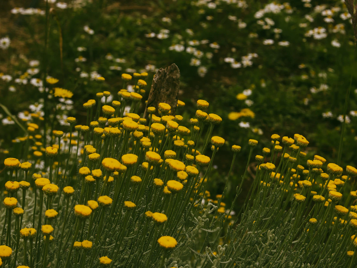 Campo de flores silvestres y pasto verde, vegetación pradera austral.