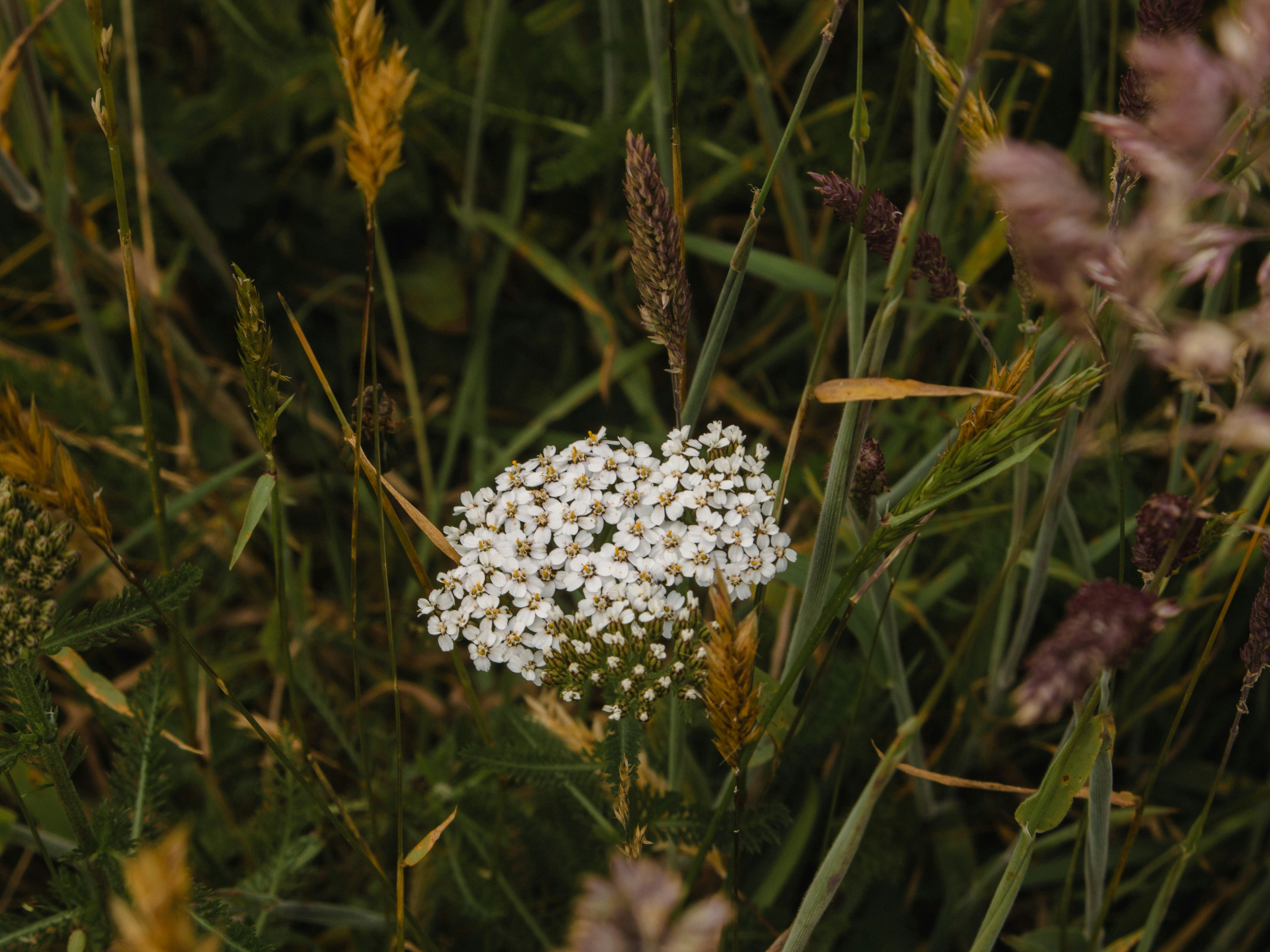 A cluster of small white flowers in tall grass.