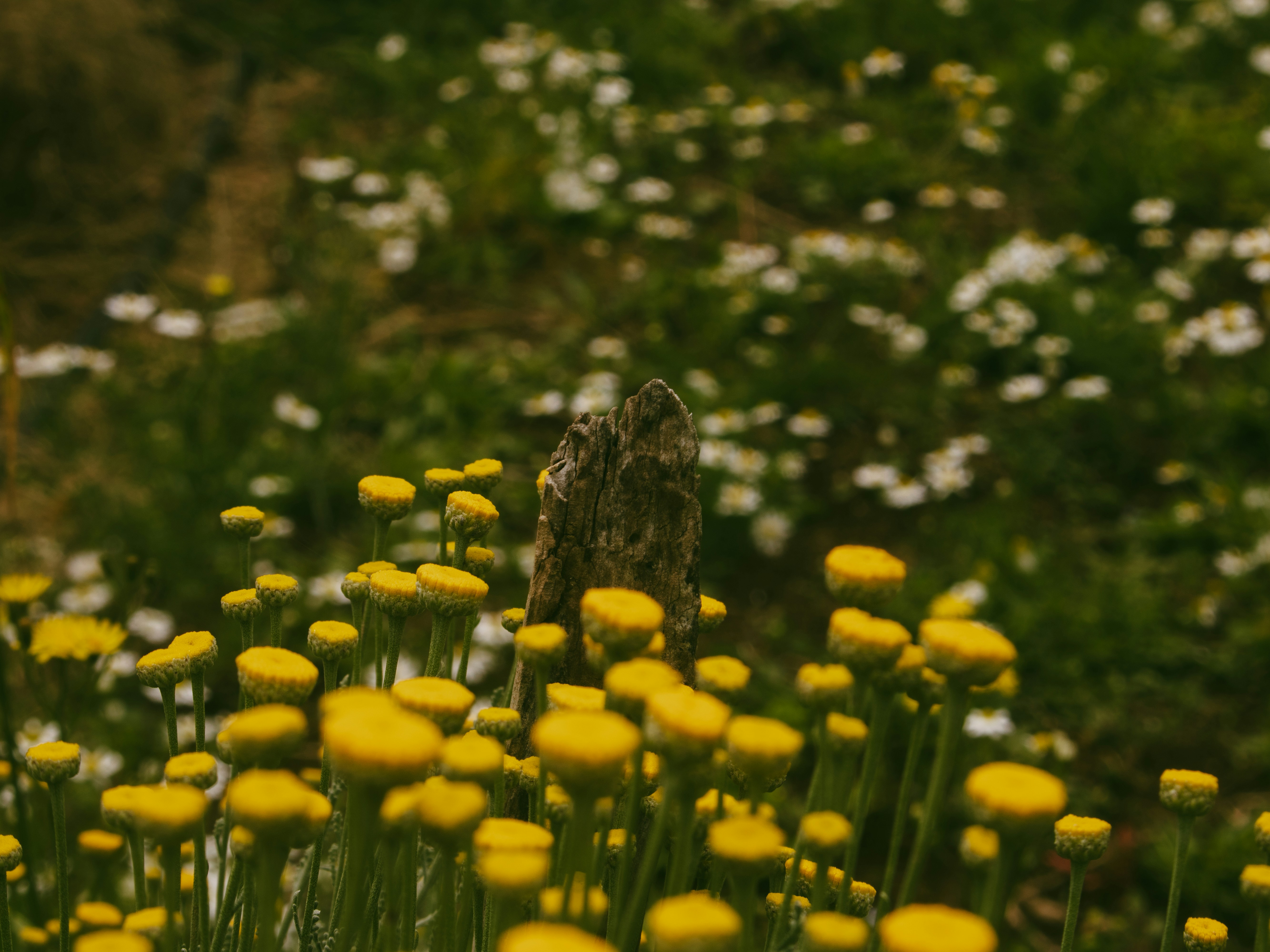 A small owl sits among yellow and white wildflowers.