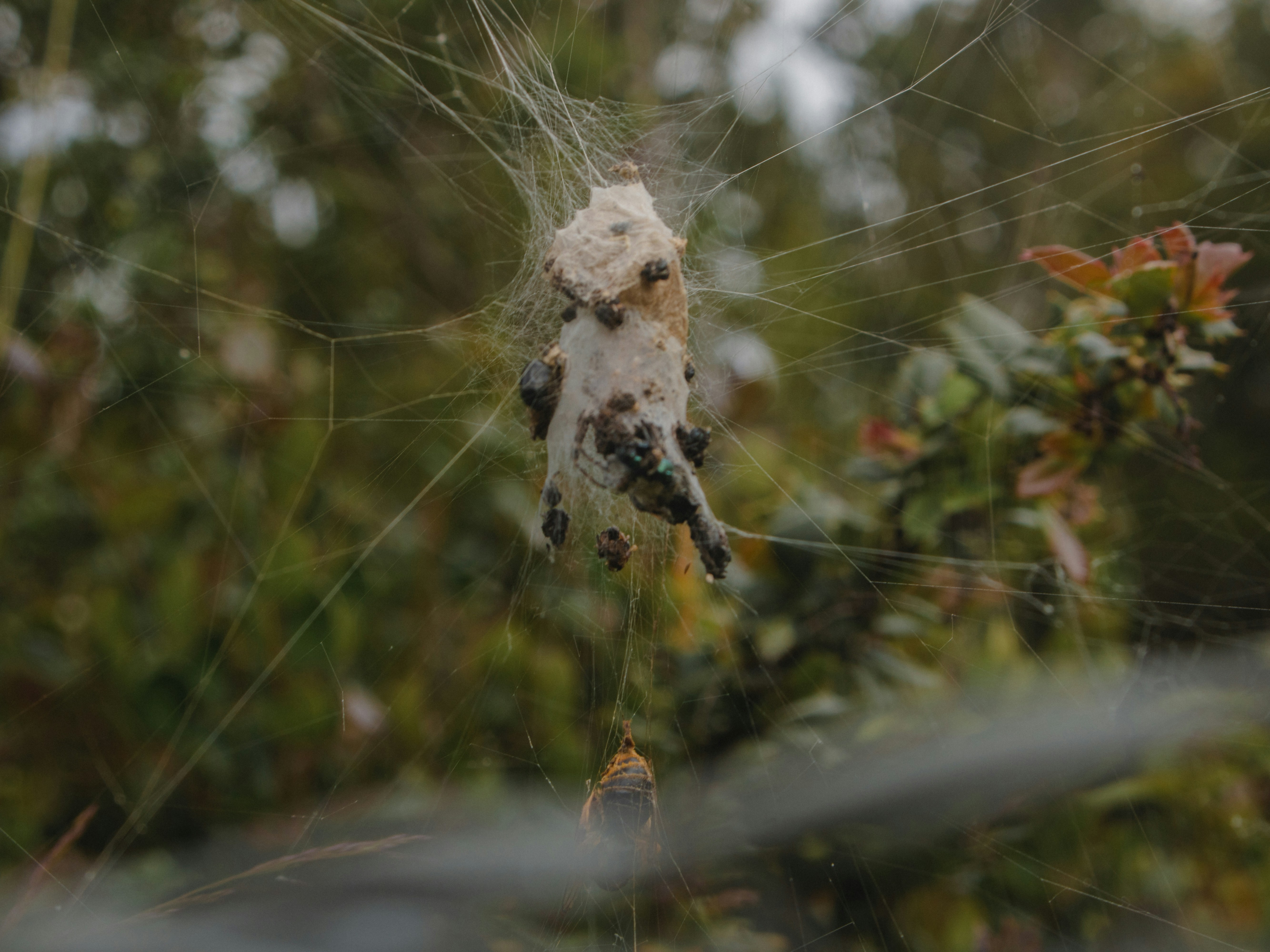 Spider web with prey caught in strands
