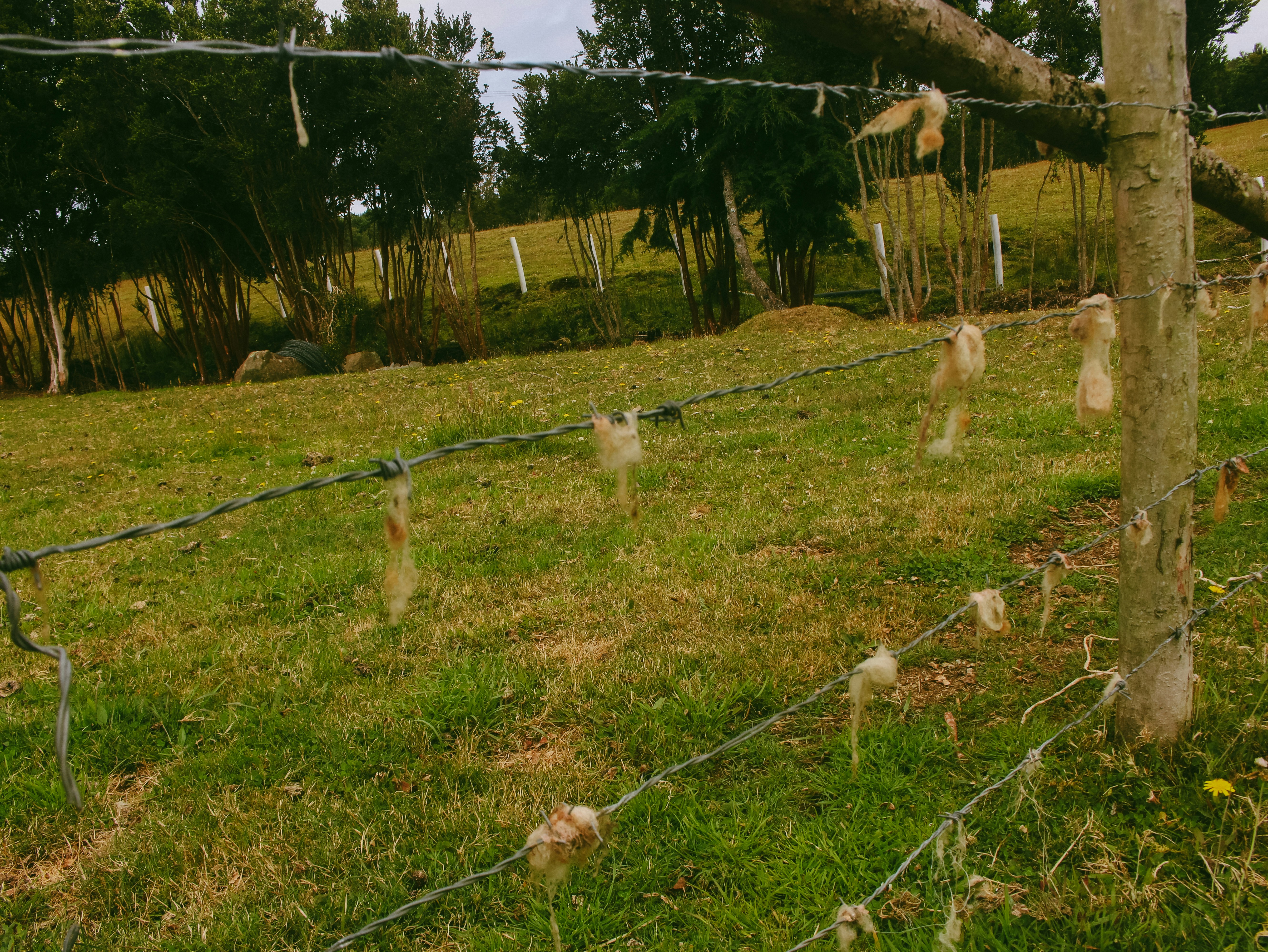 Barbed wire fence with tufts of wool attached.