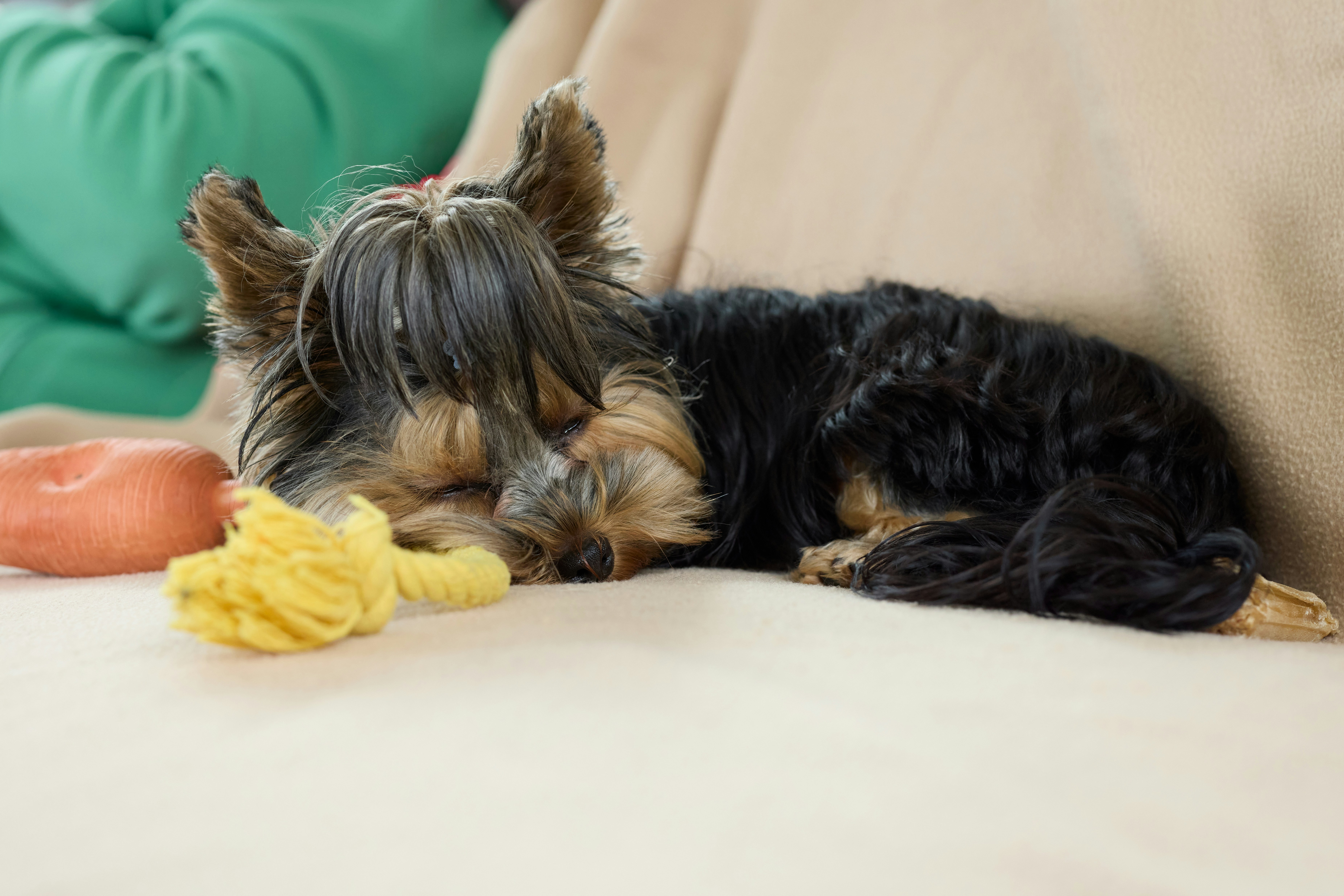 A small yorkshire terrier dog sleeping on a couch.