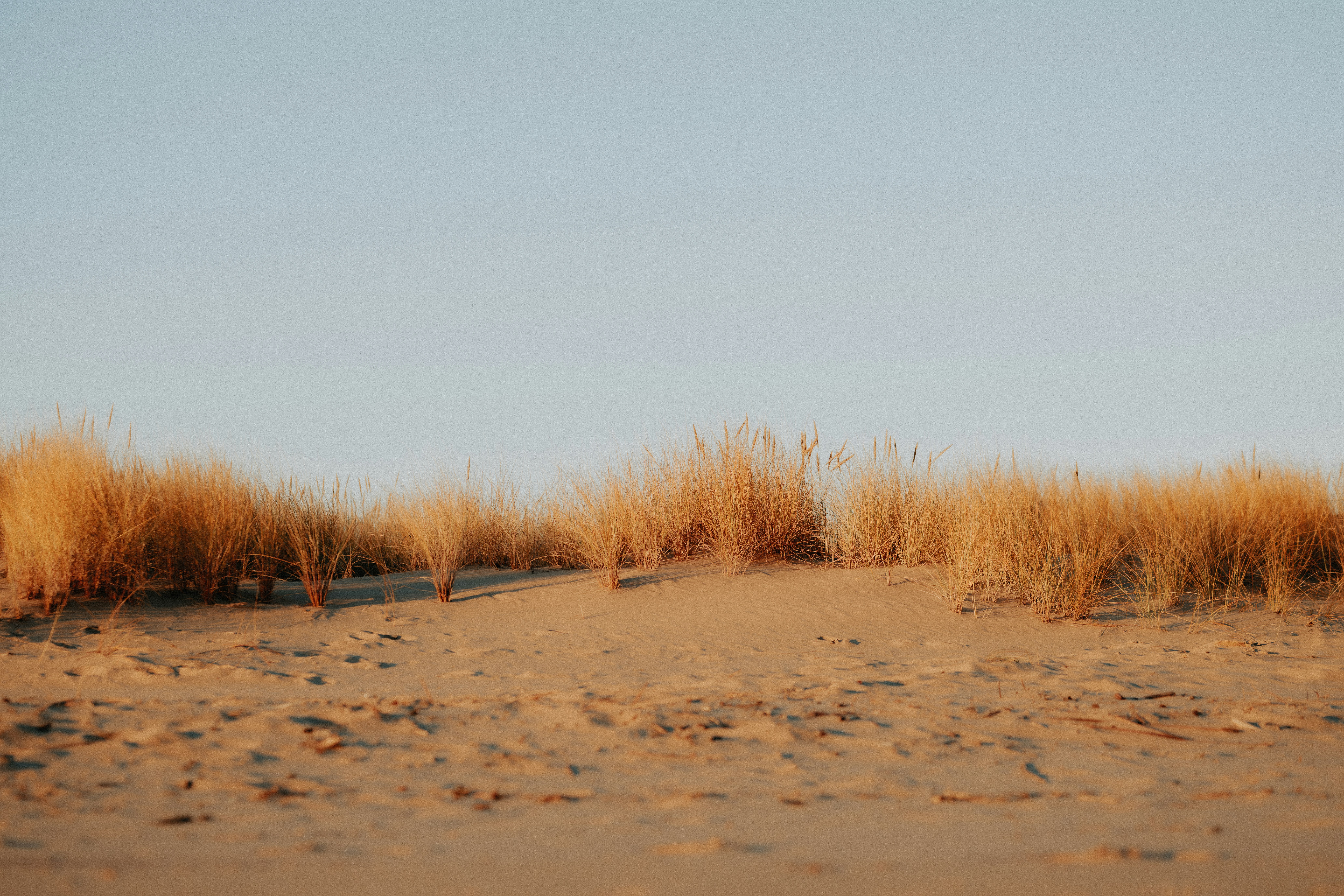 Golden dune grasses under a clear blue sky