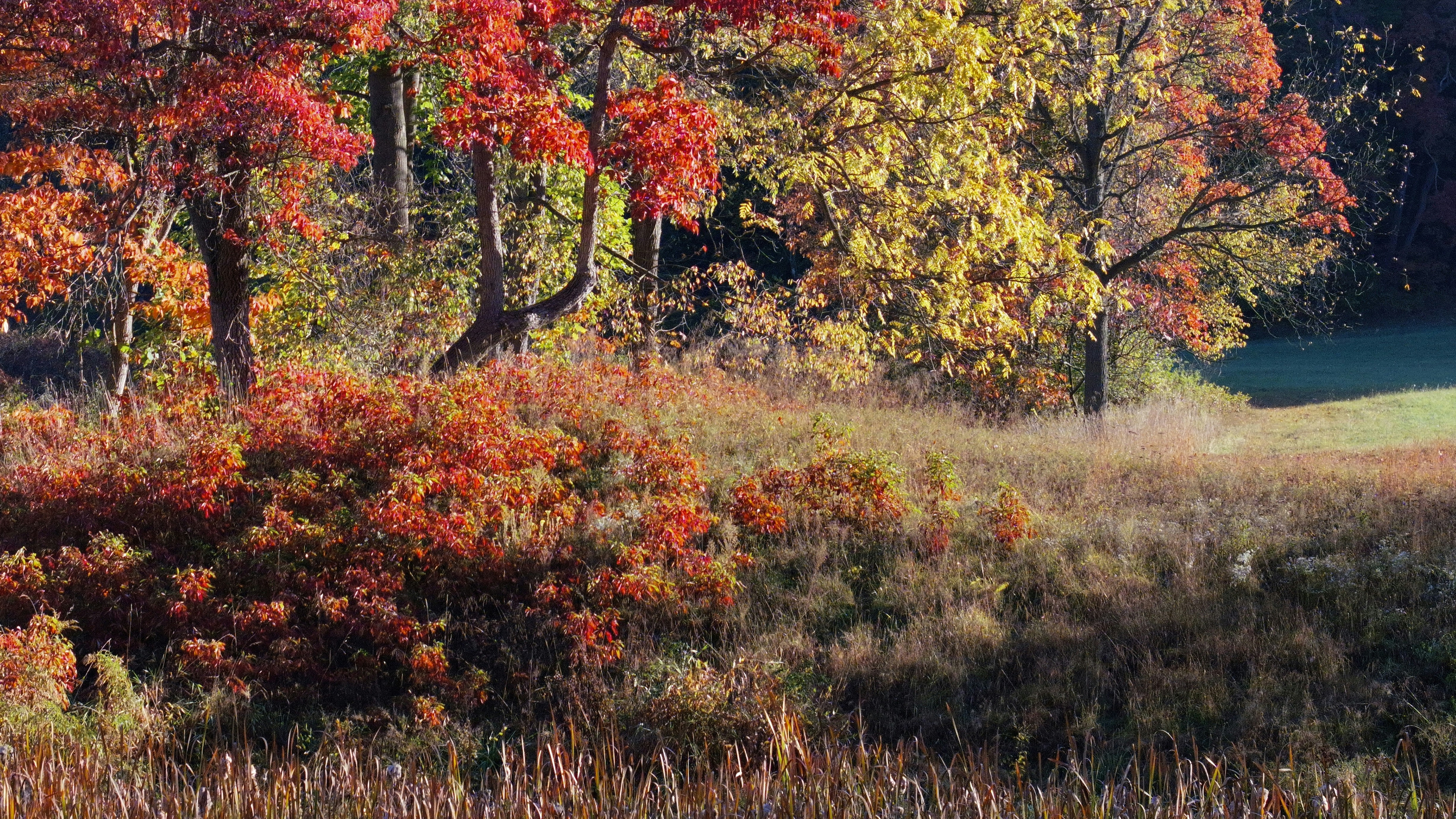 Alberi autunnali vivaci e fogliame in un campo erboso.