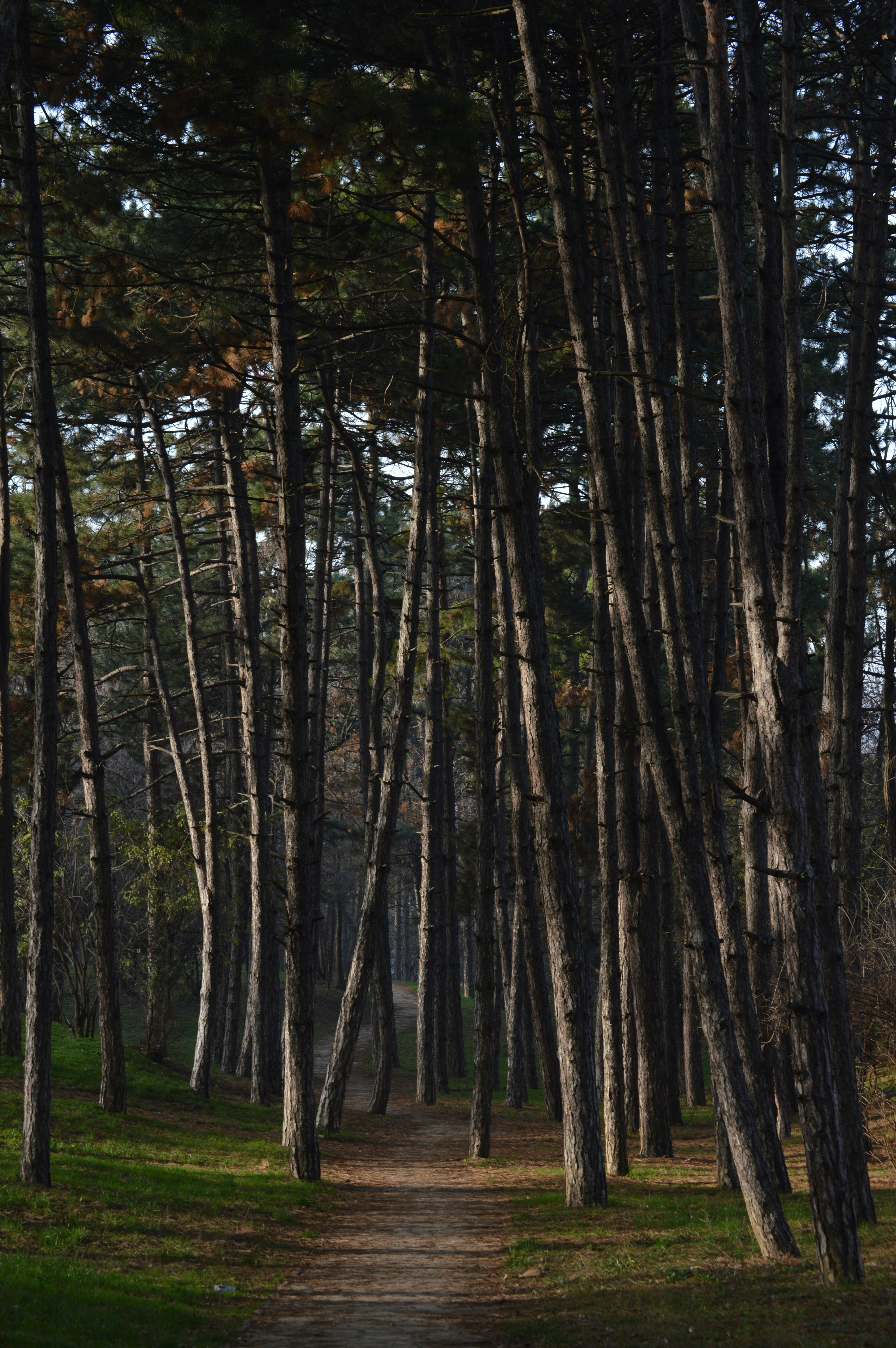 A path through a dense pine forest