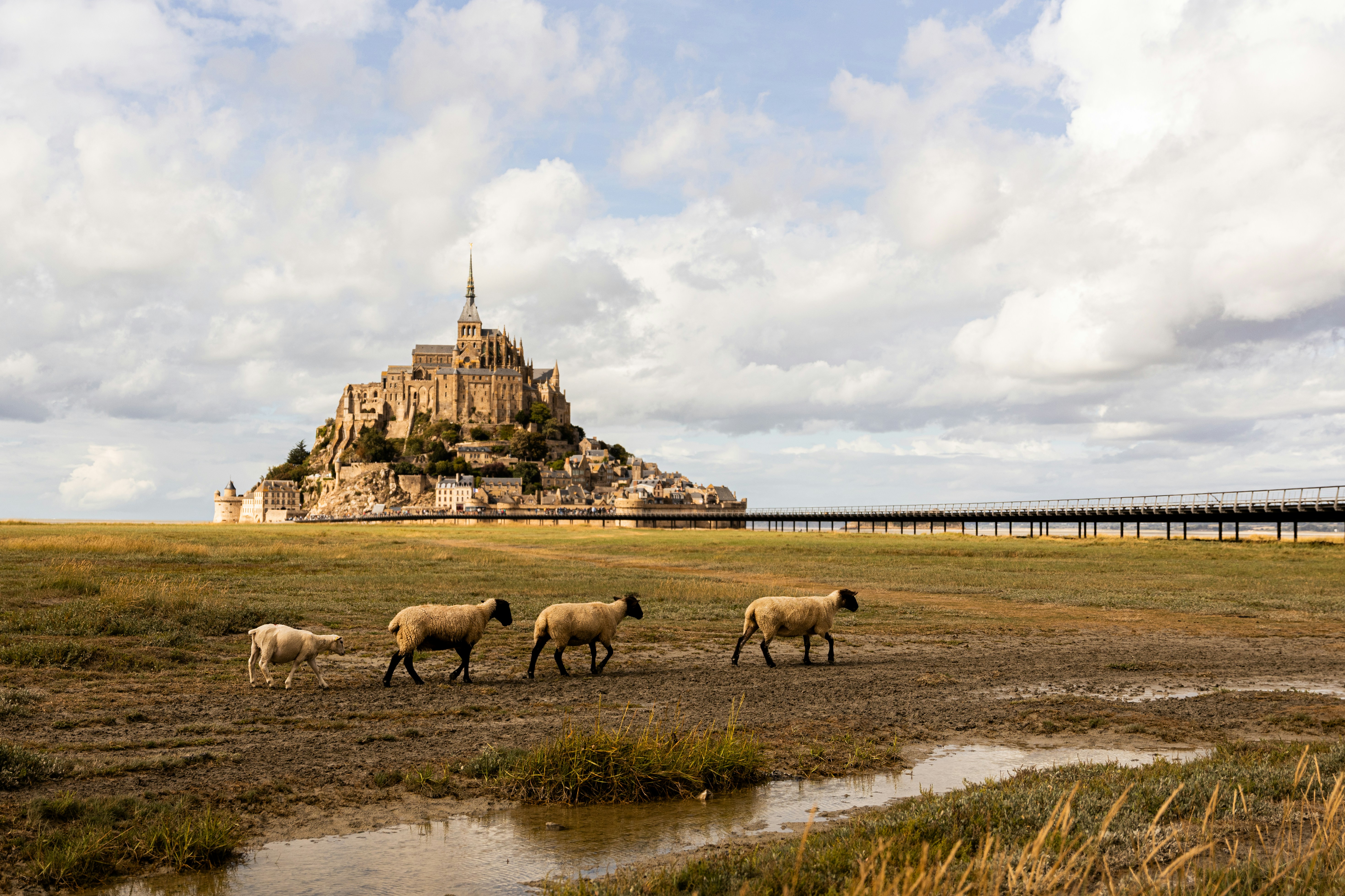 Sheep walk across a field towards mont saint-michel.